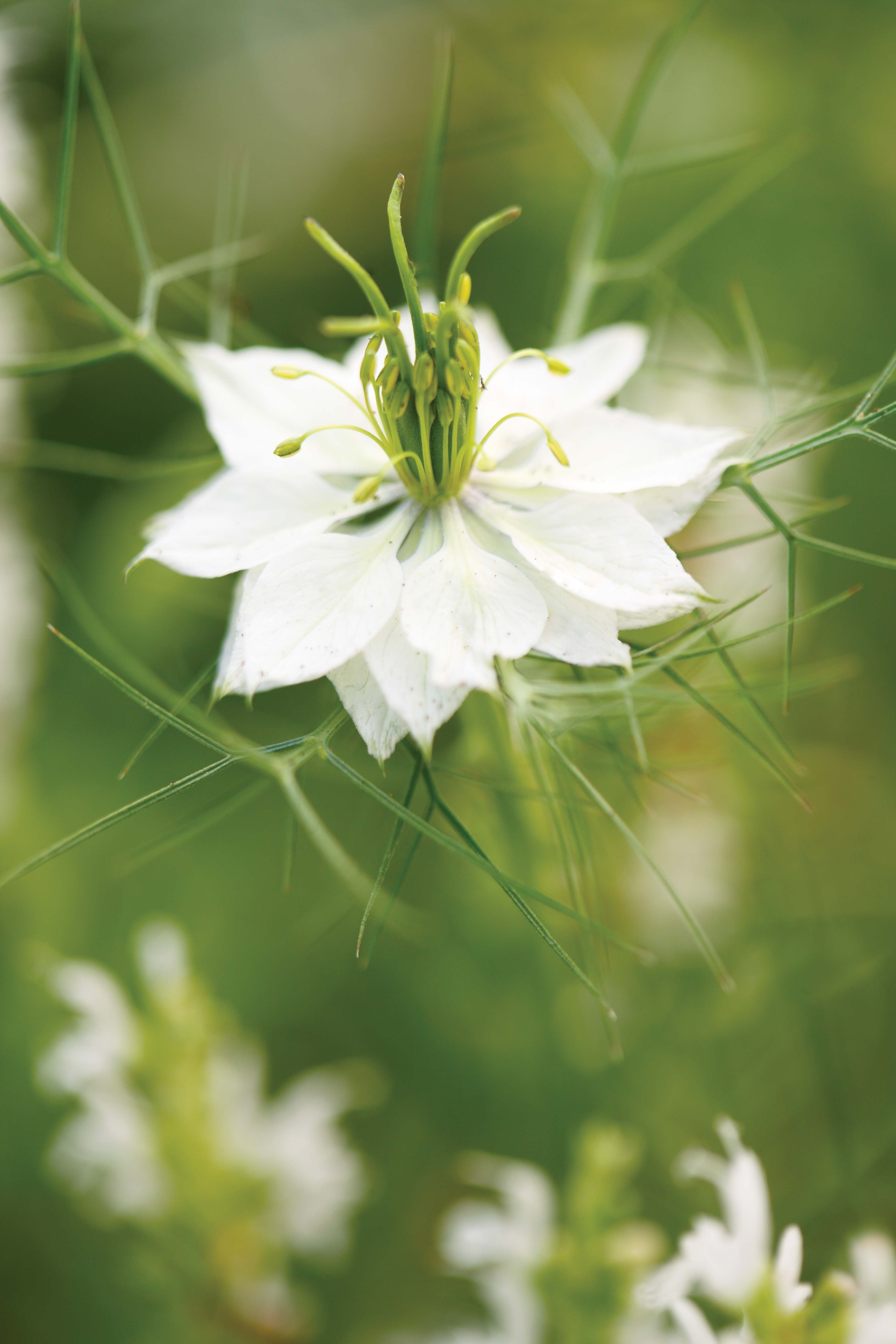 Nigella damascena 'Miss Jekyll Alba' - perfect white flowers for the garden