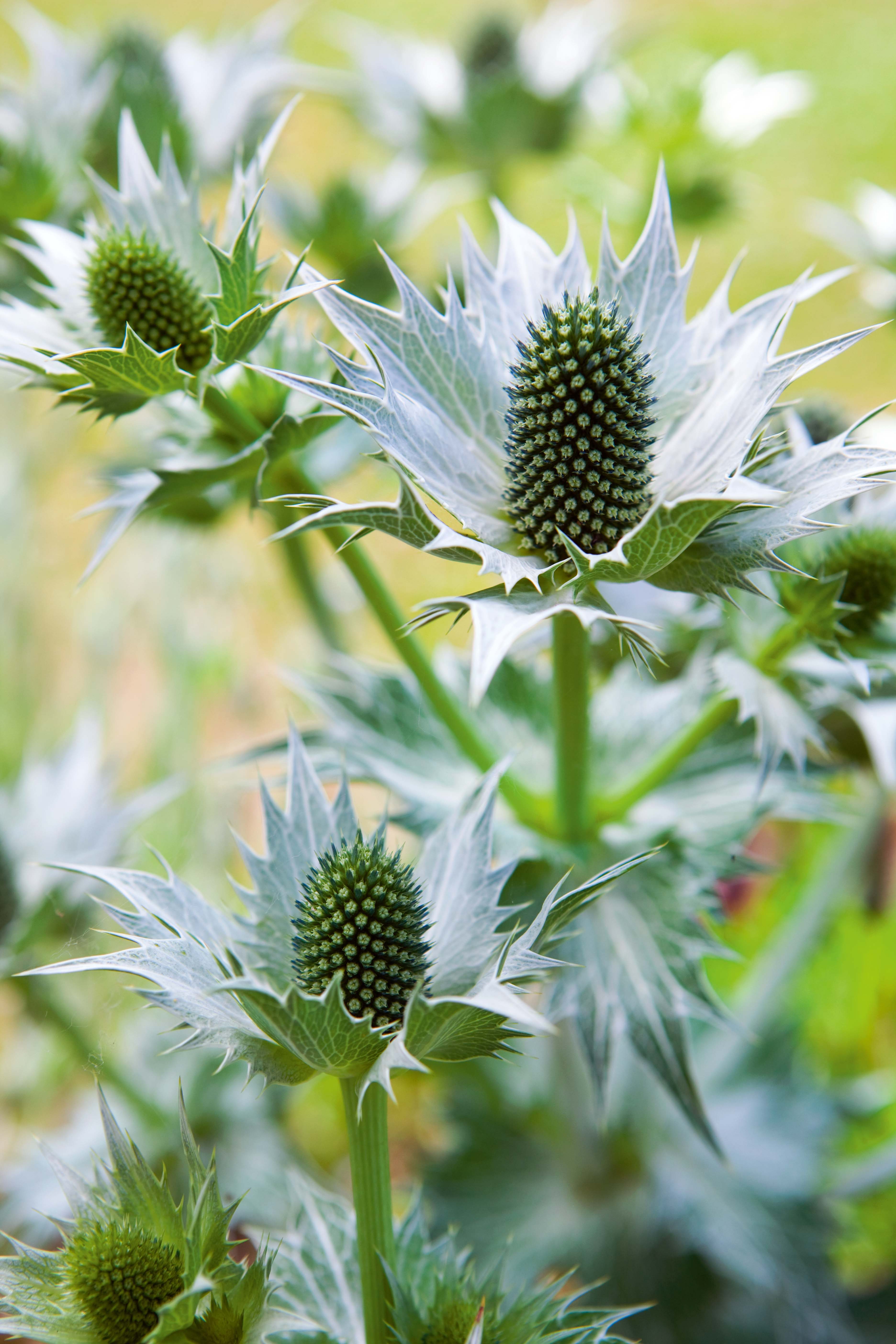 Eryngium giganteum - perfect white flowers for the garden