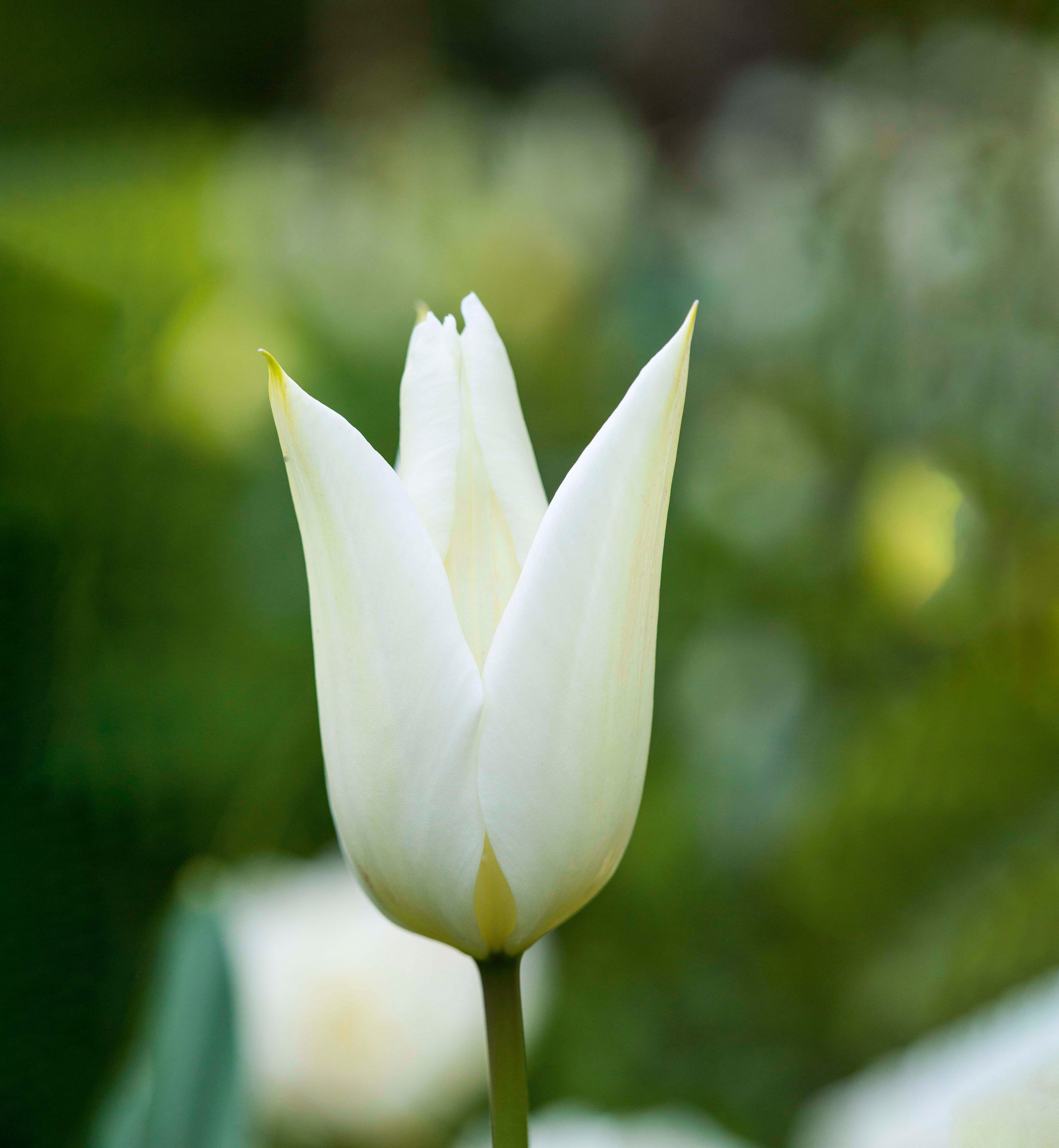 Tulipa White Triumphator