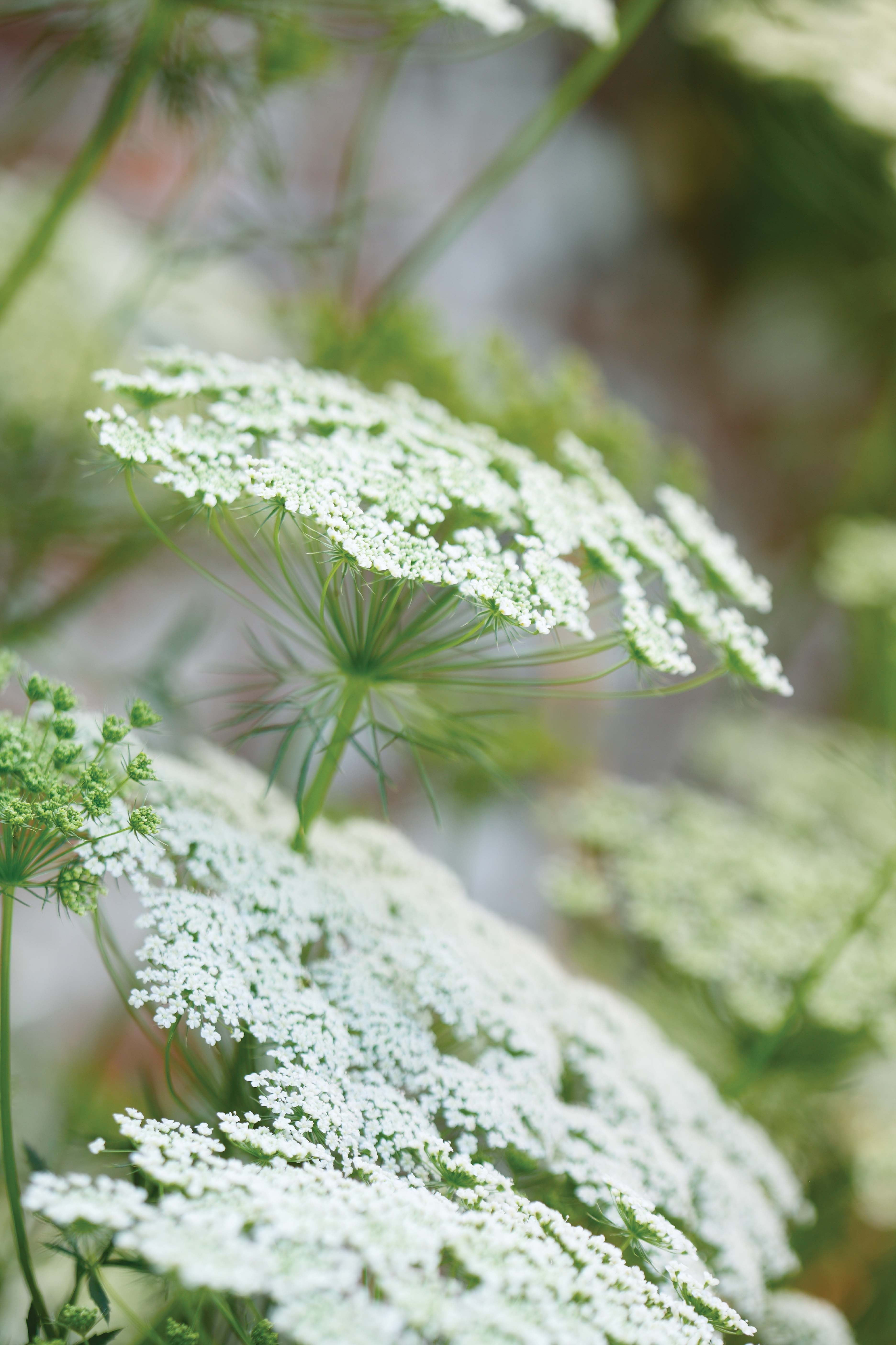 Ammi majus - perfect white flowers for the garden