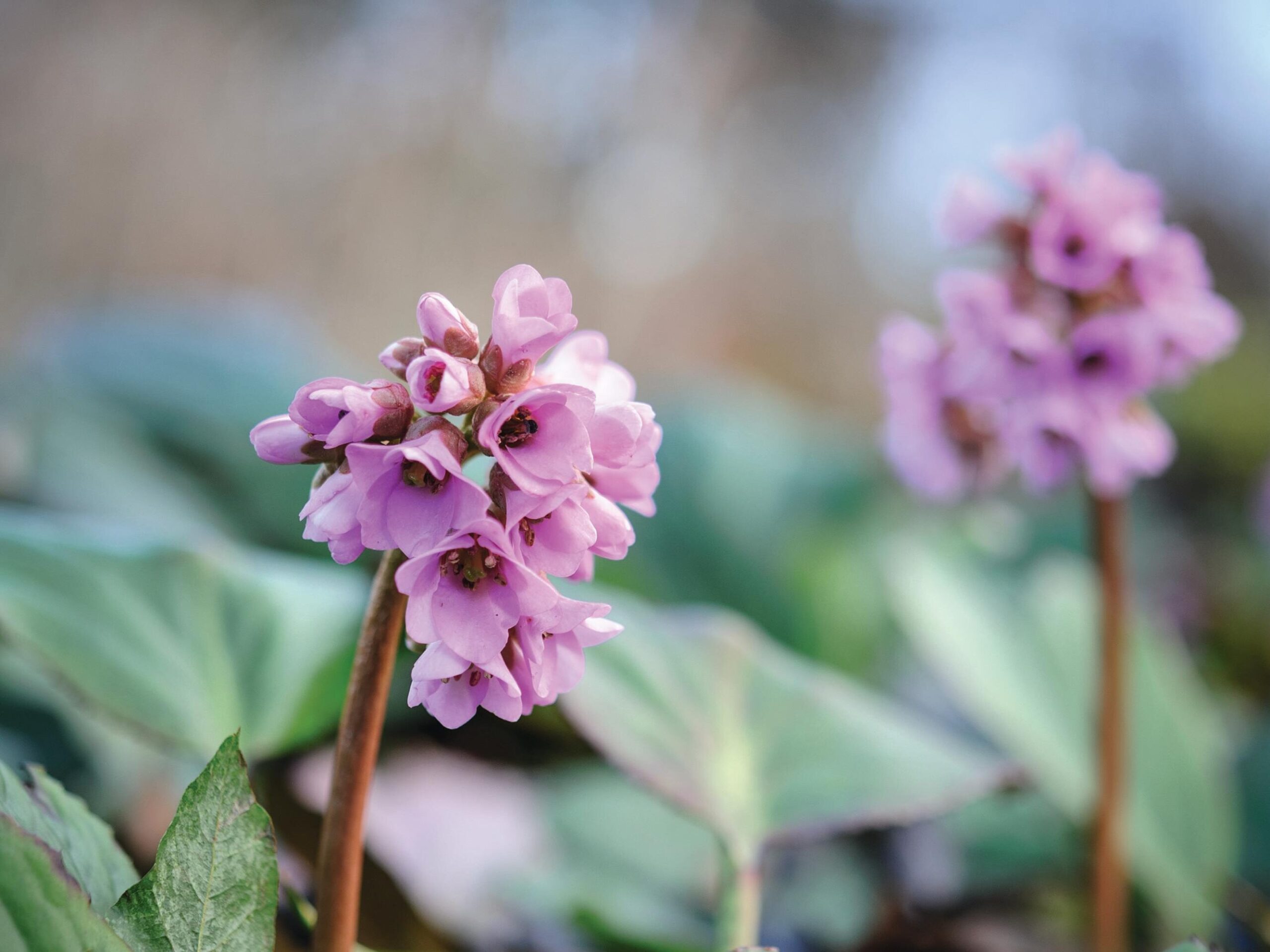 Bergenia x schmidtii