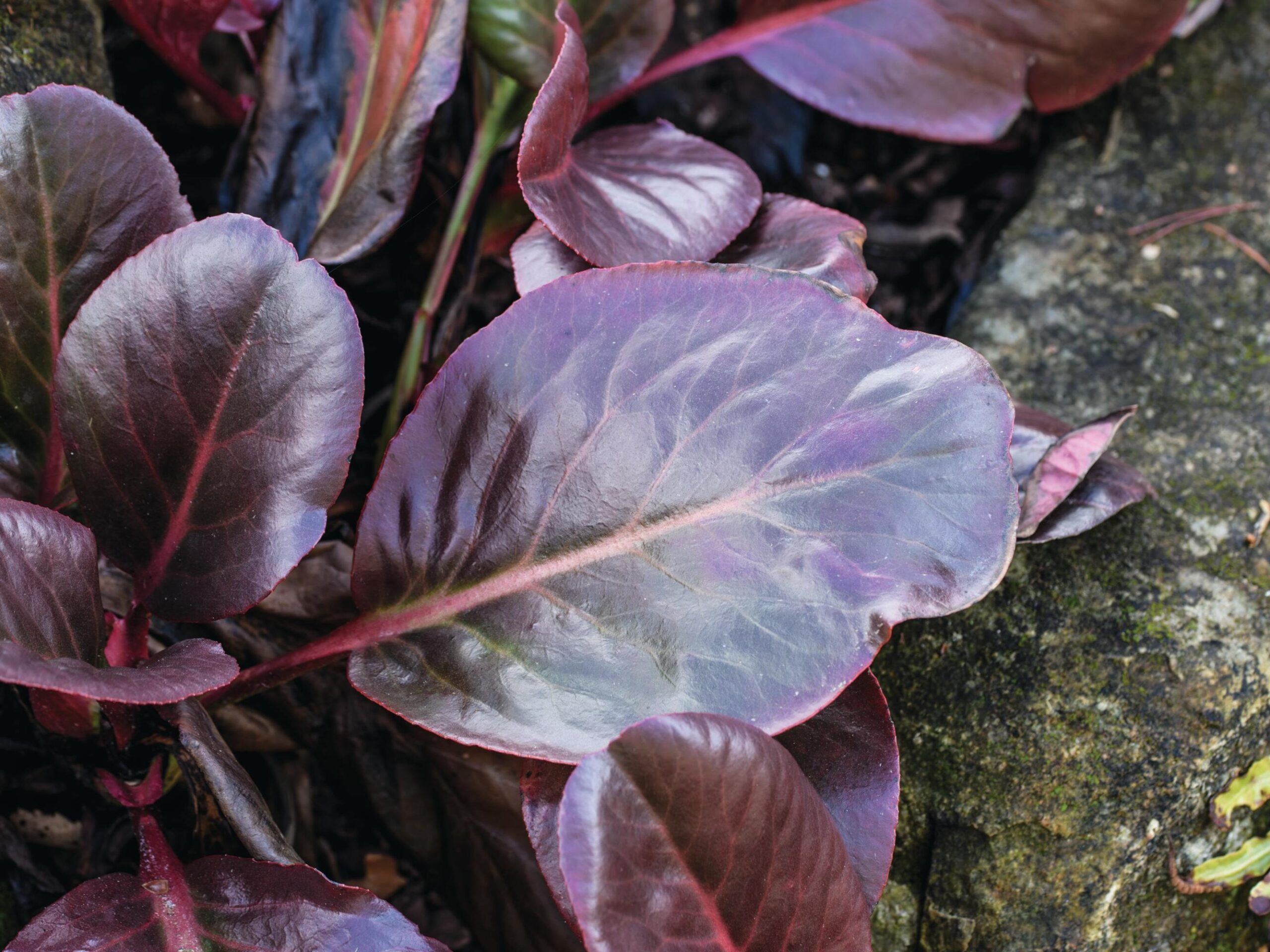 Bergenia purpurascens