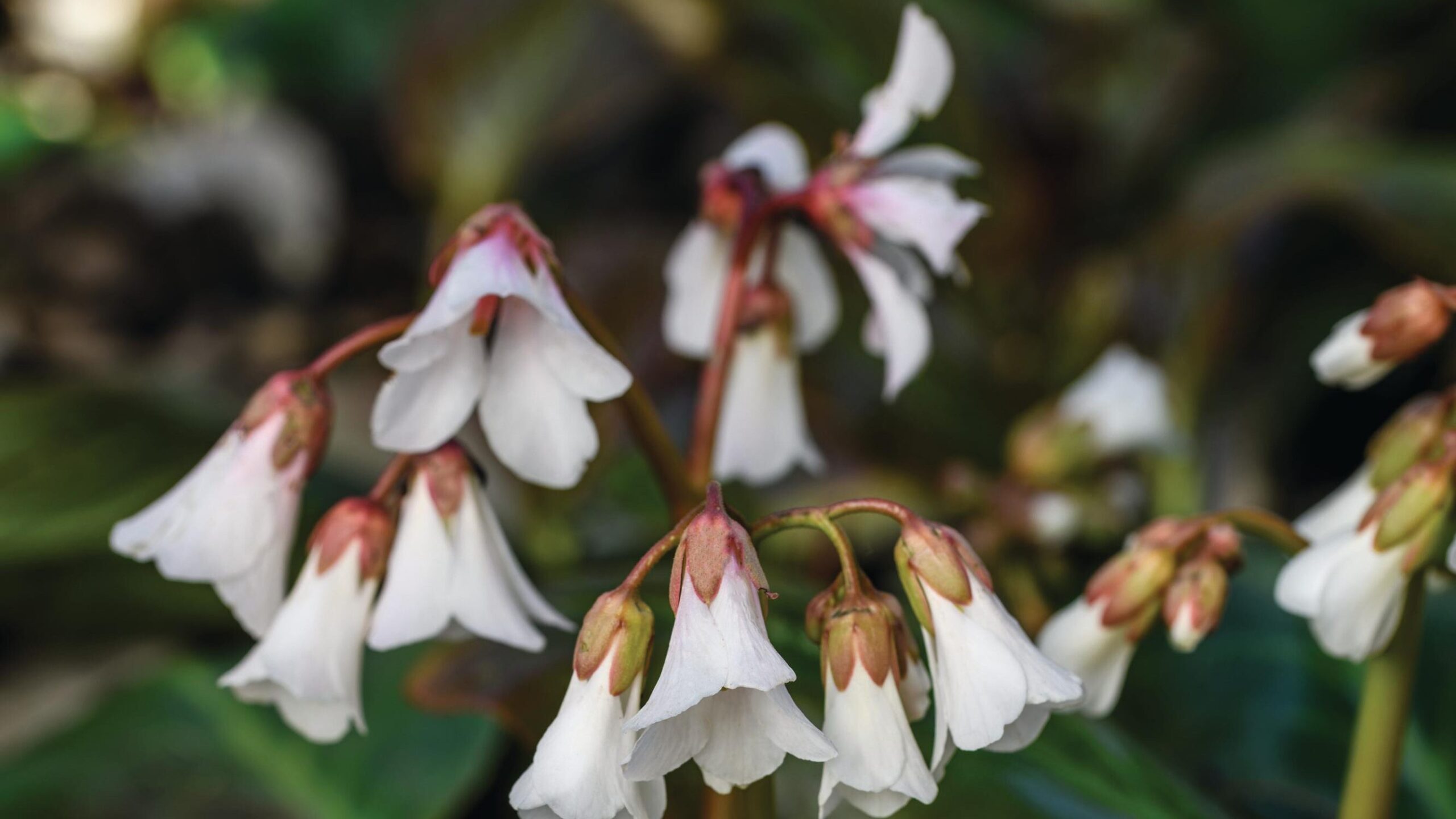 Bergenia emeiensis