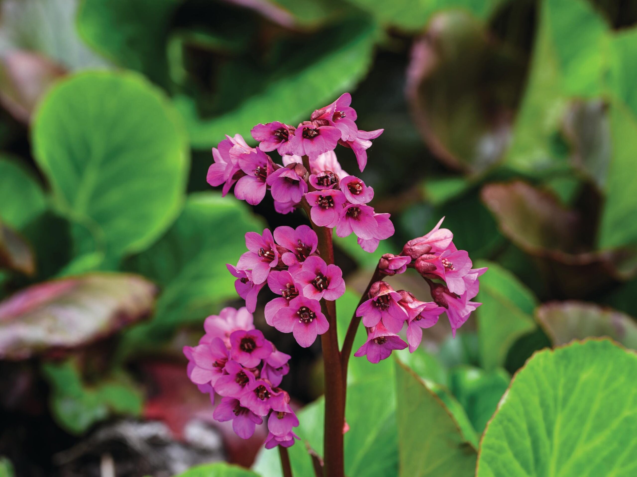 Bergenia ‘Bressingham Ruby’
