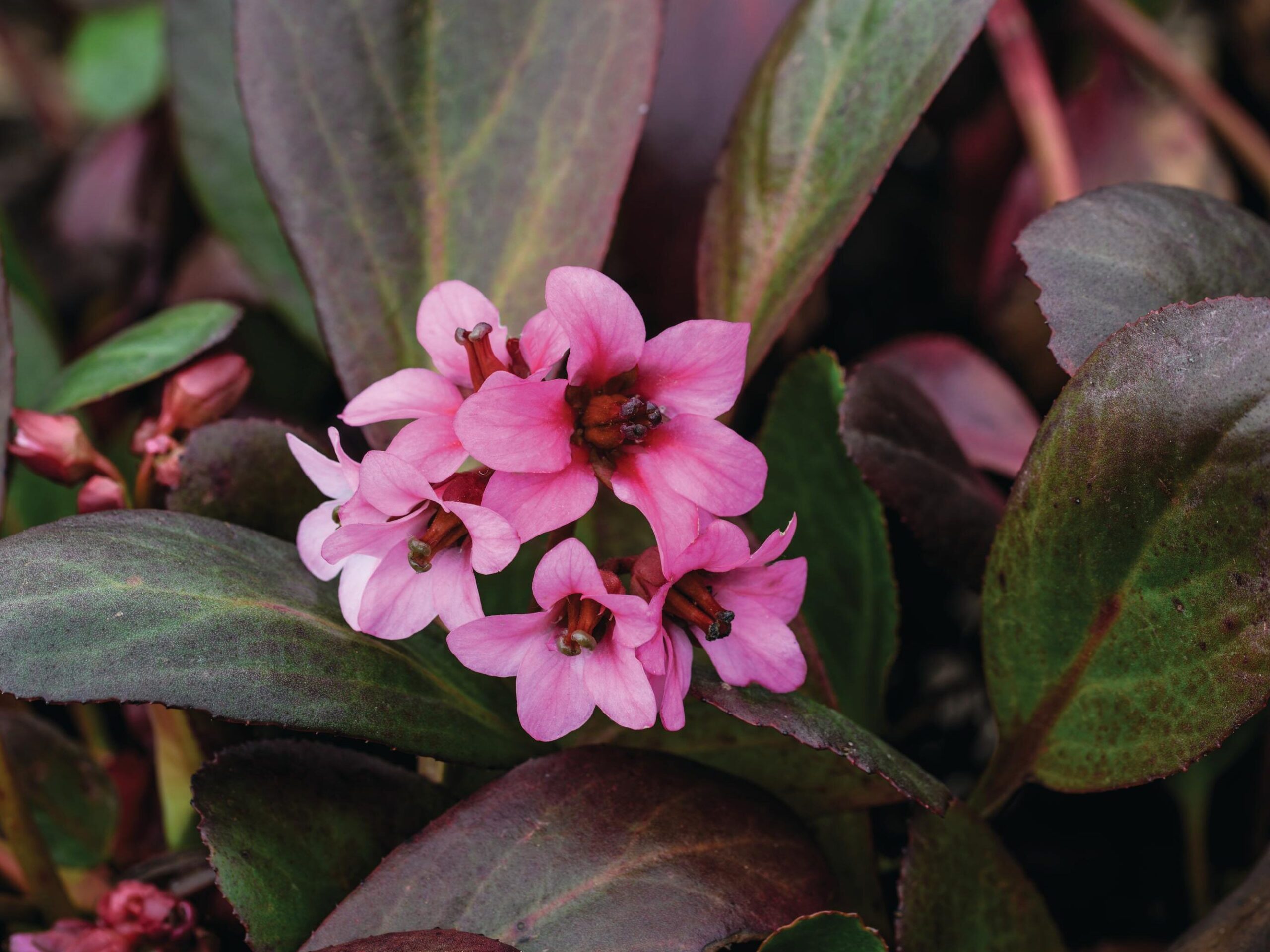 Bergenia ‘Pink Dragonfly’