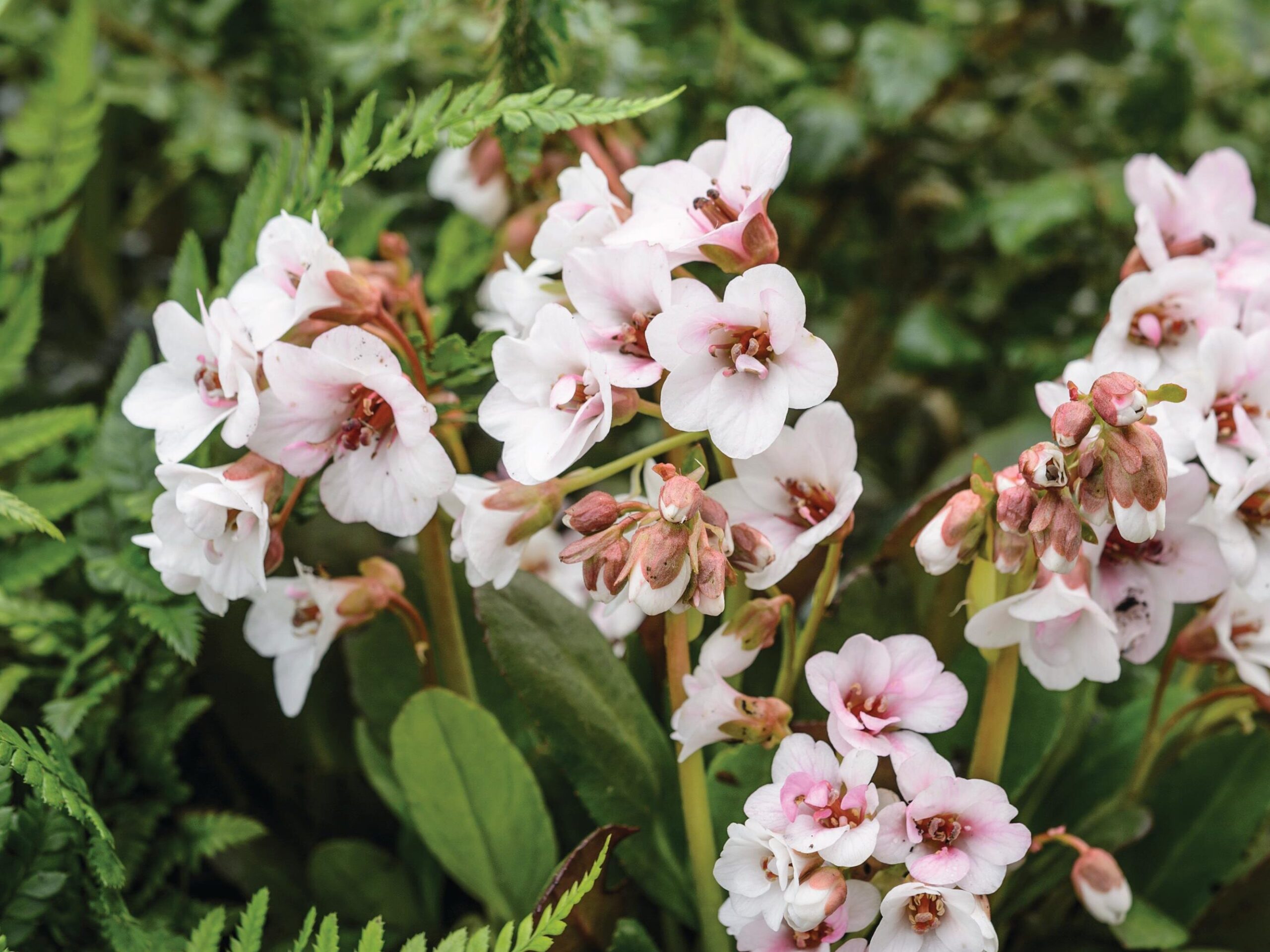 Bergenia ‘Angel Kiss’