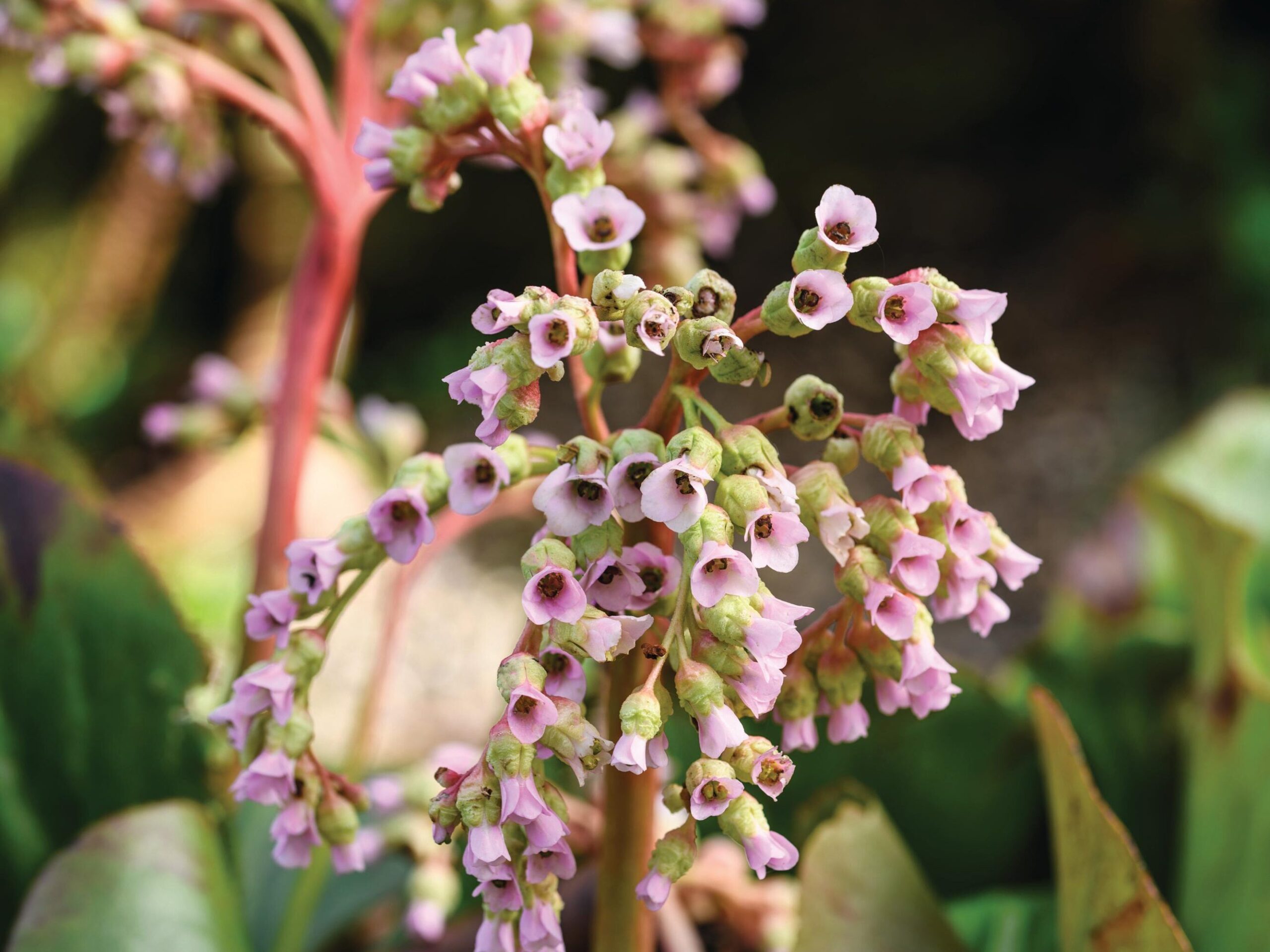 Bergenia stracheyi