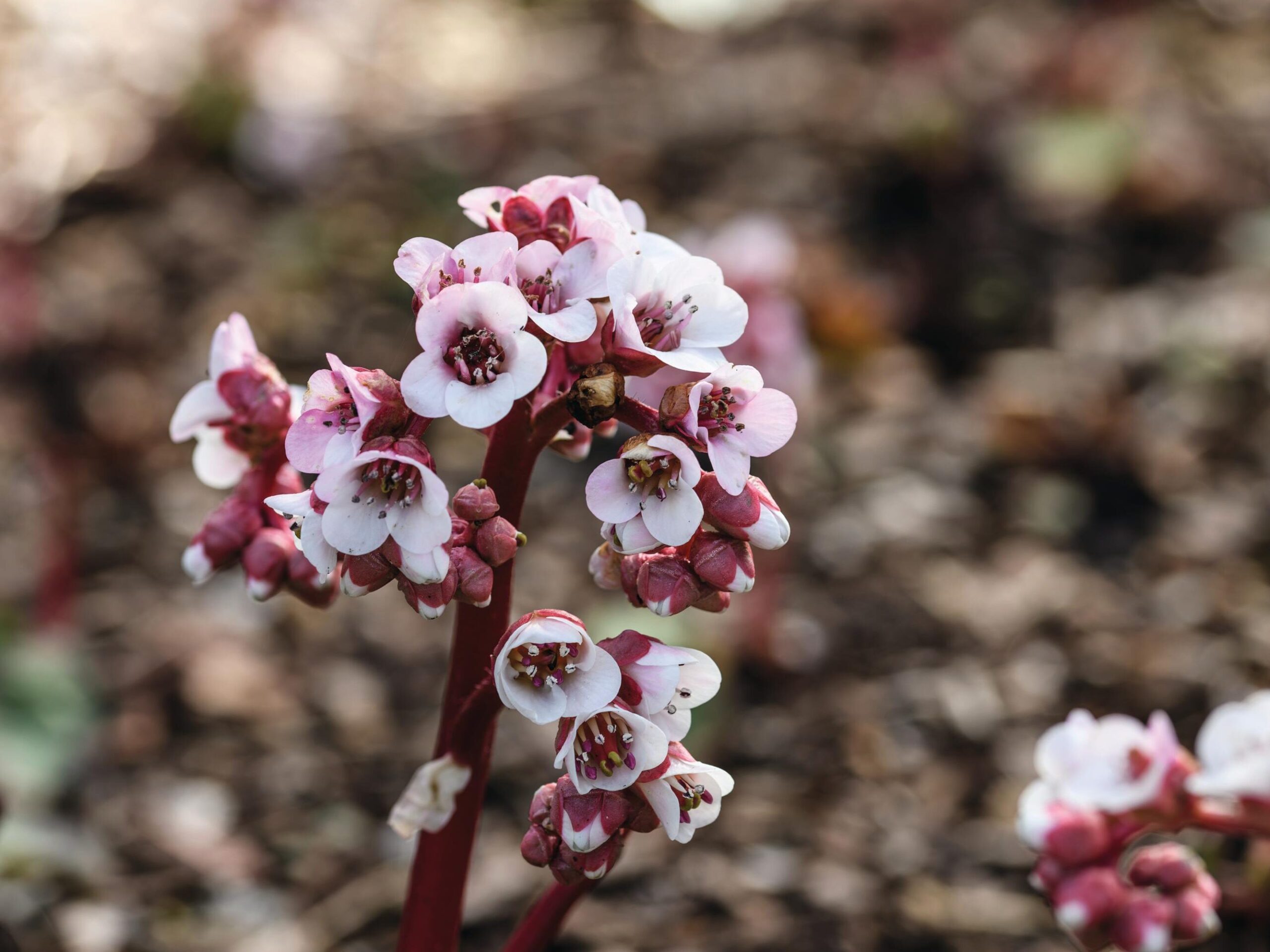 Bergenia ciliata