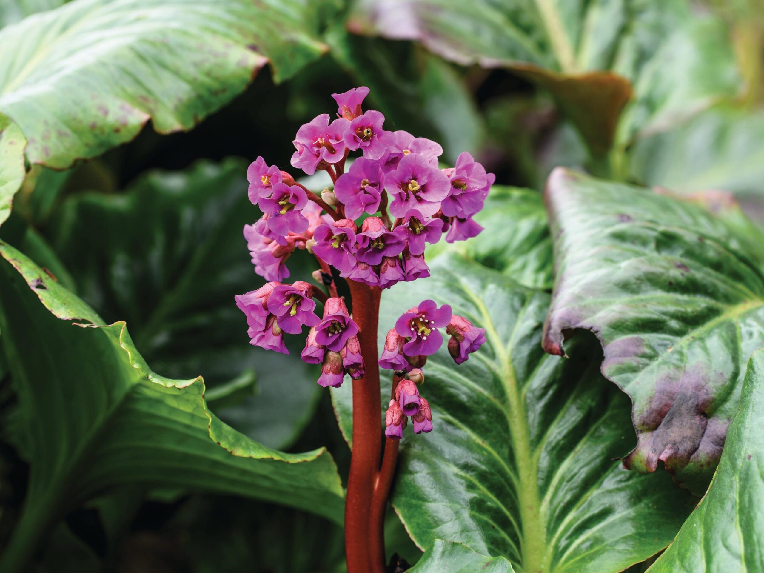 Bergenia cordifolia