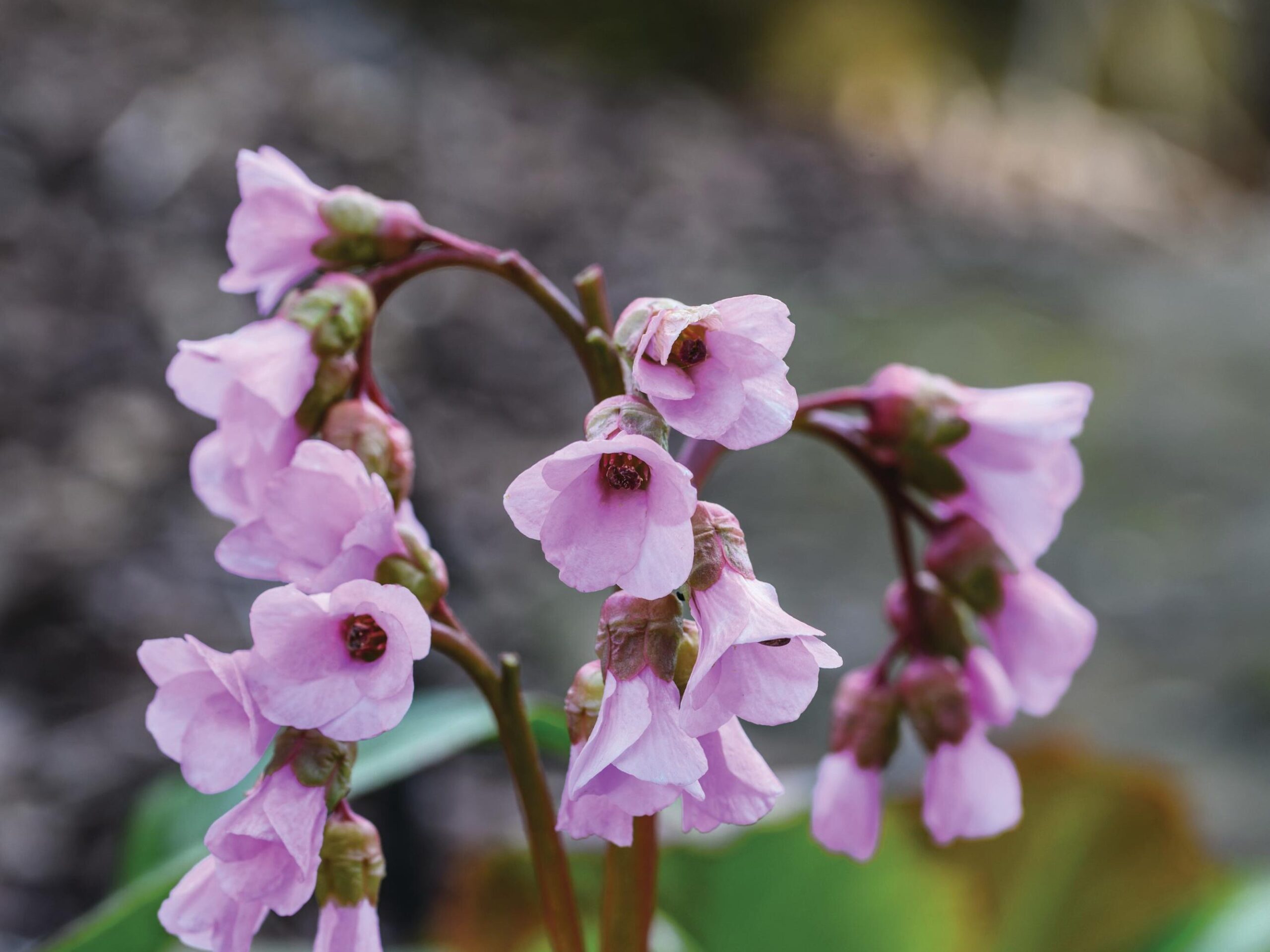 Bergenia crassifolia var. pacifica