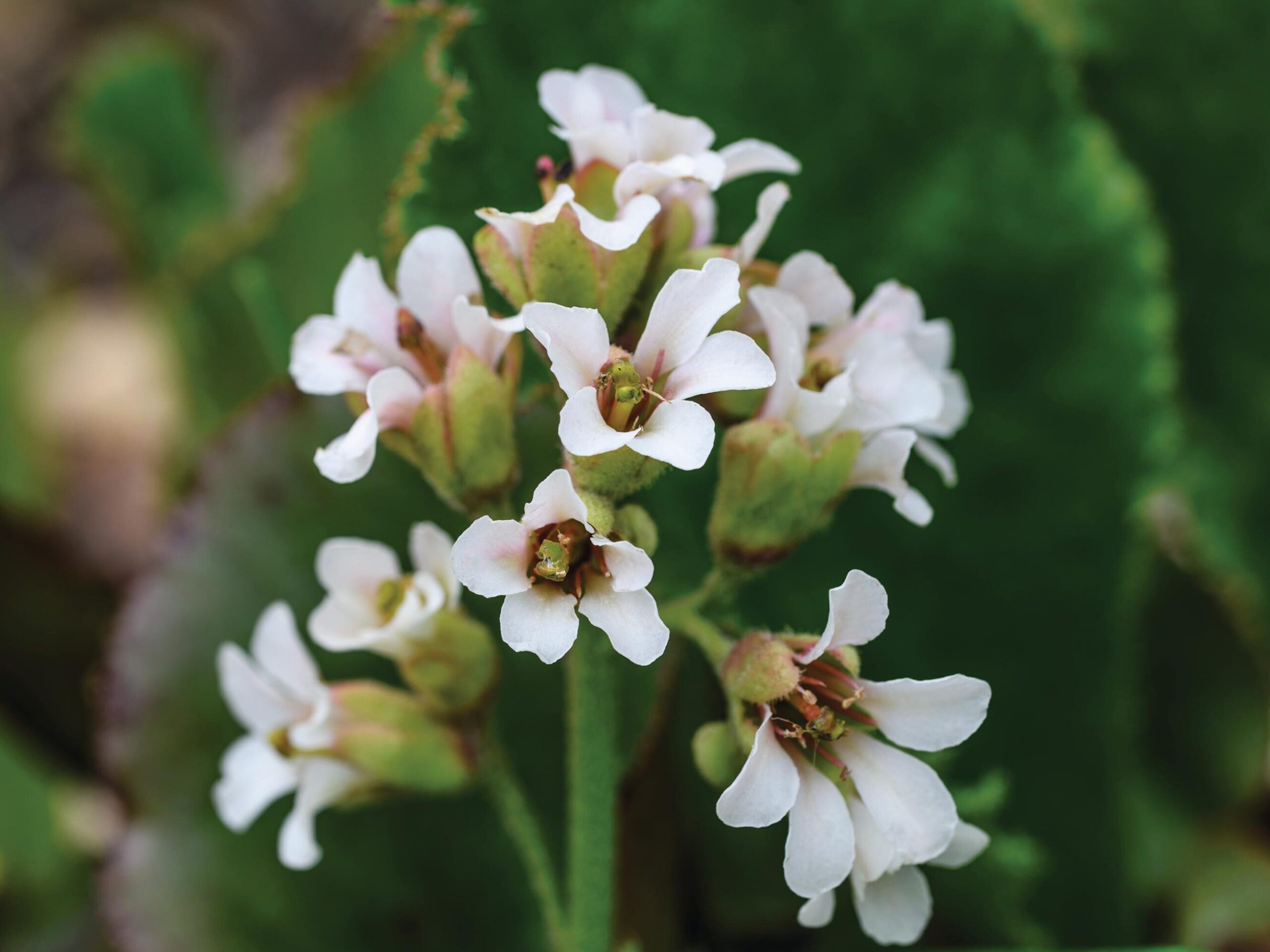 Bergenia ‘Mrs Crawford’