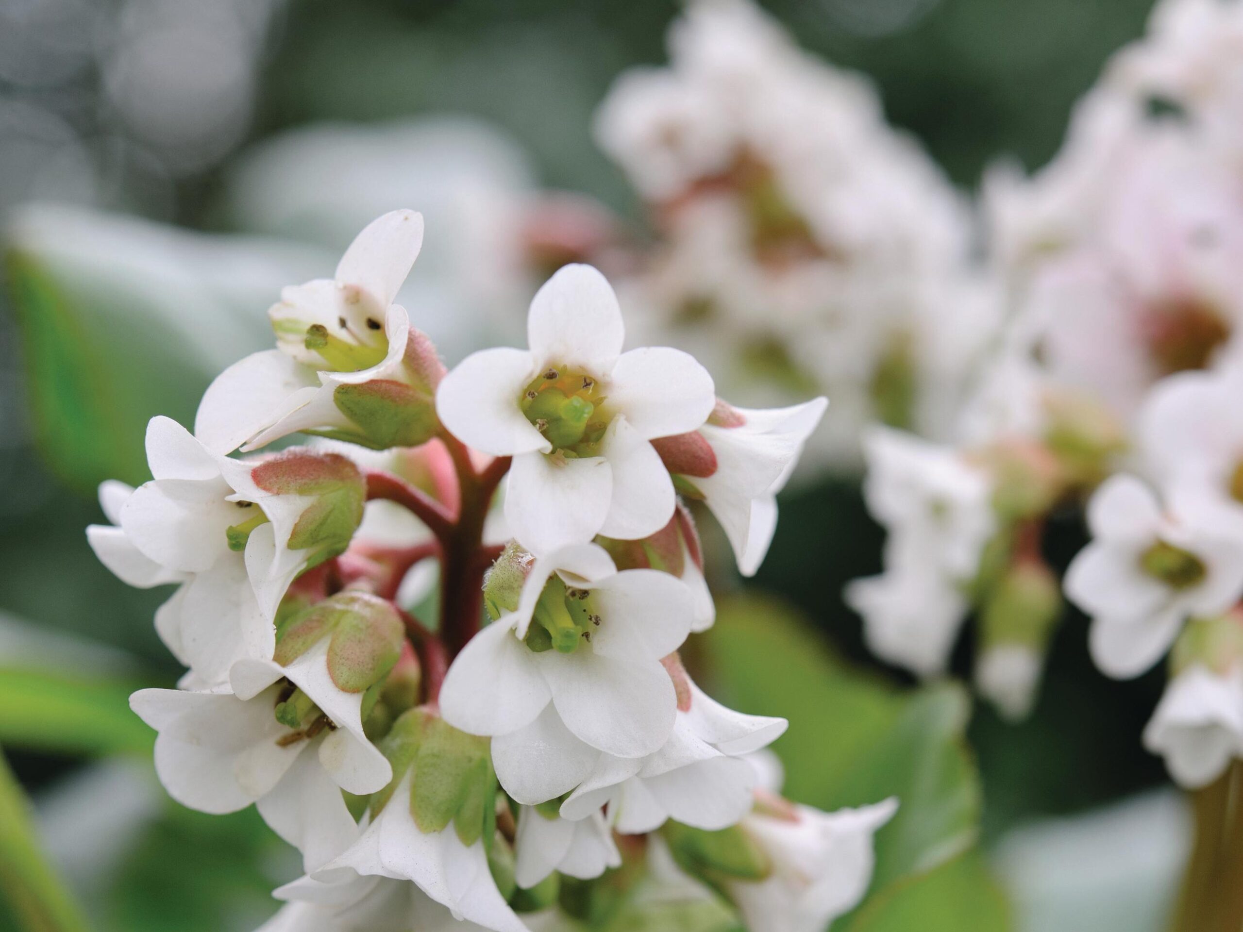 Bergenia ‘Bressingham White’