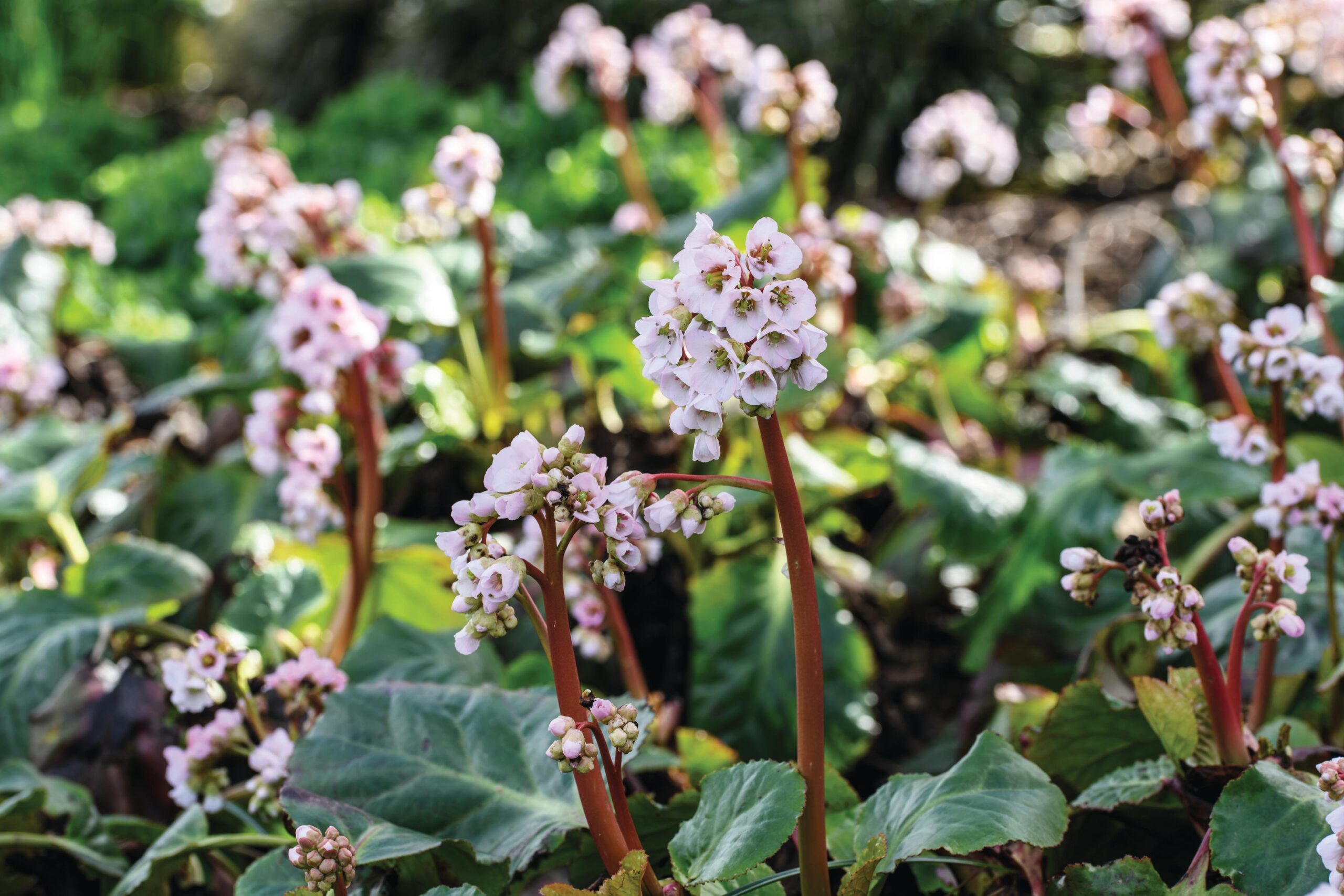 Bergenia ‘Schneekoenigin’