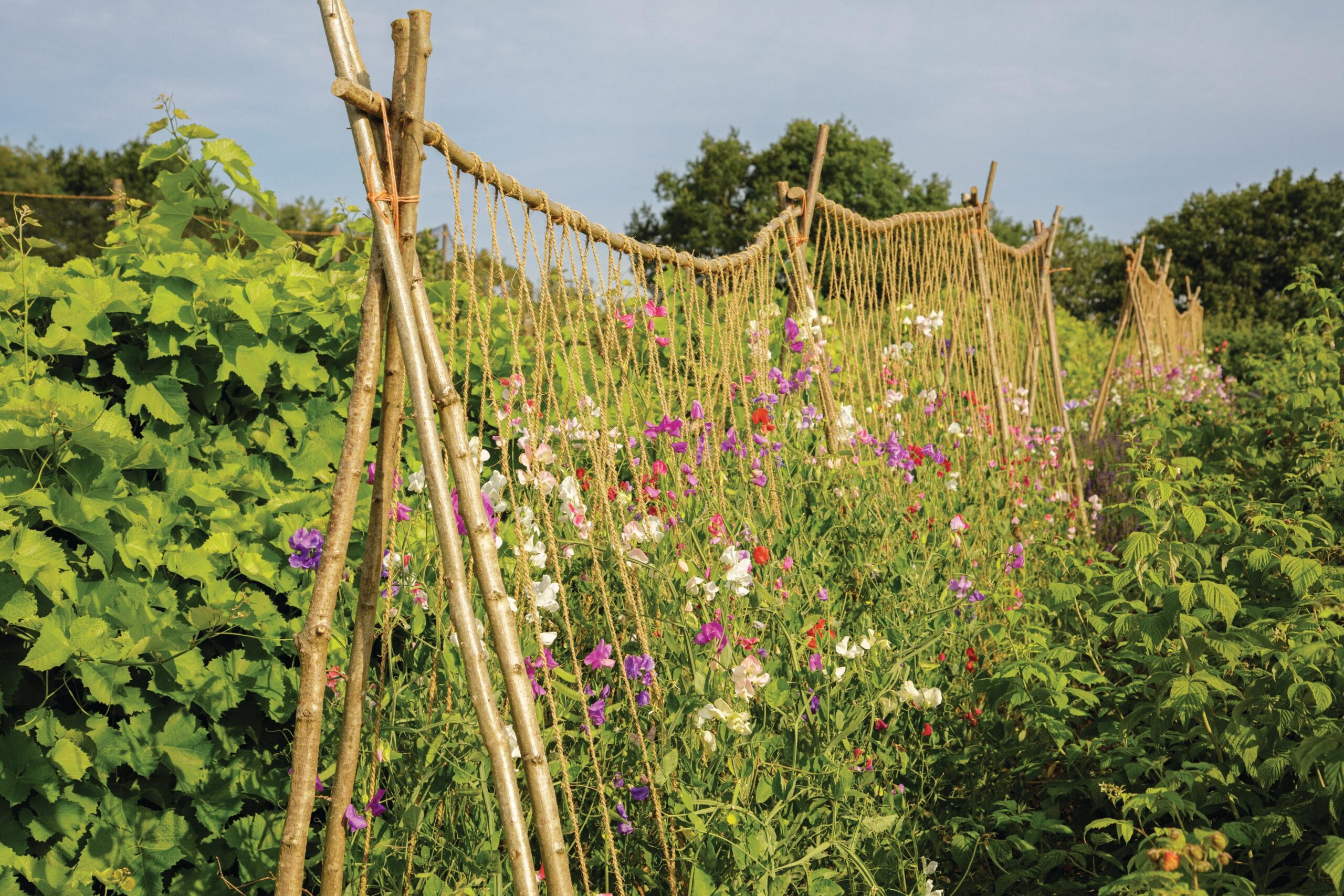Sweet peas for cutting are grown en masse in Sissinghurst’s Vegetable Garden, where they are supported on hazel wigwams and tied with hop bine.