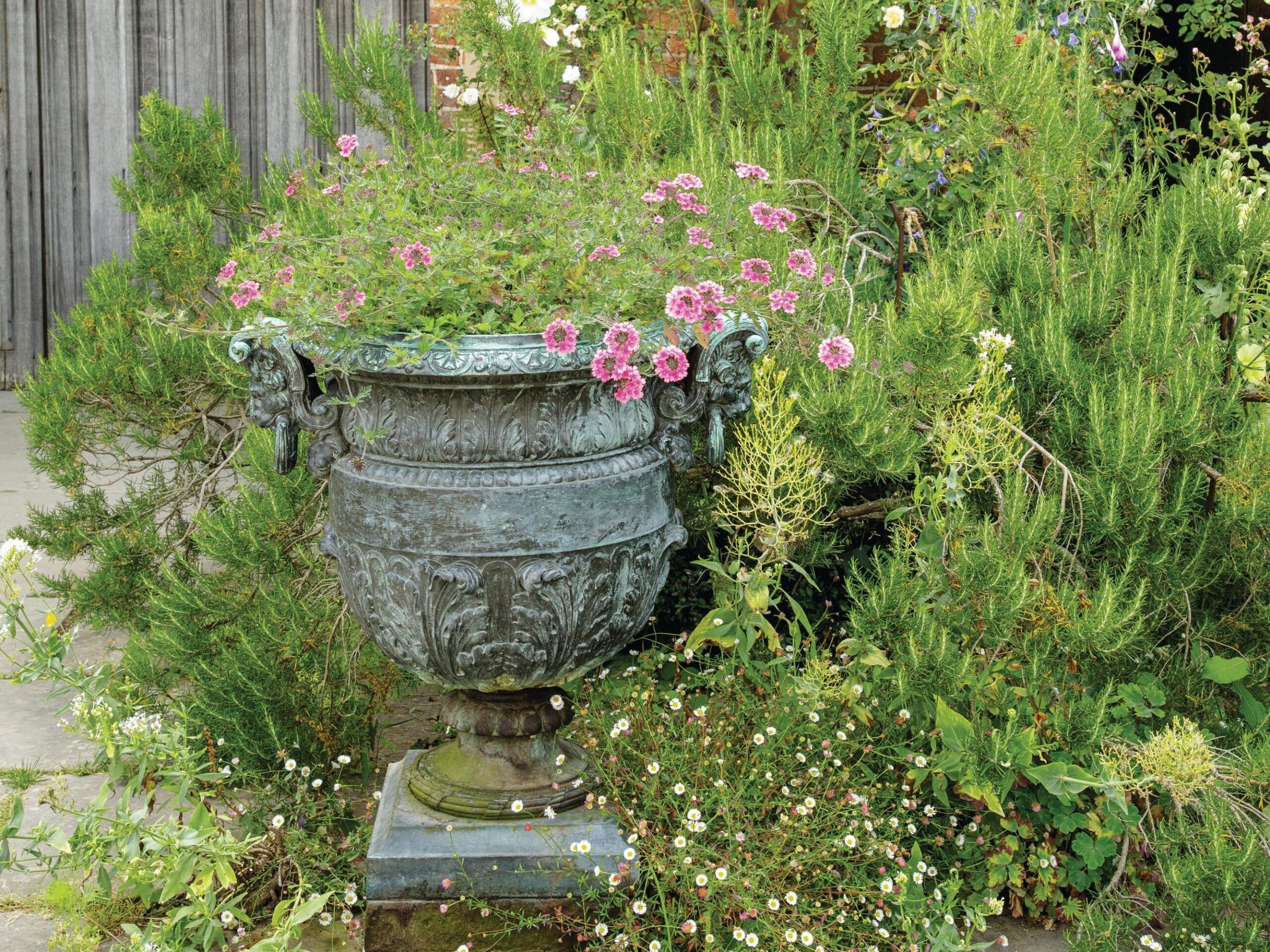 A bronze bagatelle urn, filled with Glandularia ‘Sissinghurst’, is surrounded by Salvia rosmarinus ‘Sissinghurst Blue’, a form selected by Vita that has particularly narrow leaves, with Erigeron karvinskianus seeding at its feet.
