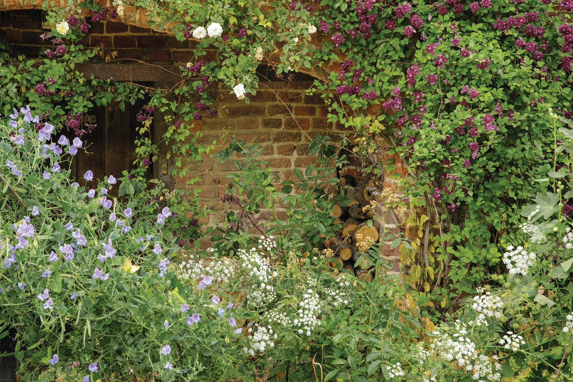 Bred and introduced as early as 1904, Lathyrus odoratus ‘Flora Norton’ is a clear mauve-blue flowering sweet pea with a delicious scent. Here it is combined with the reddish-purple, double flowers of Clematis ‘Purpurea Plena Elegans’ and the fresh white blooms of Rosa ‘Alister Stella Gray’.