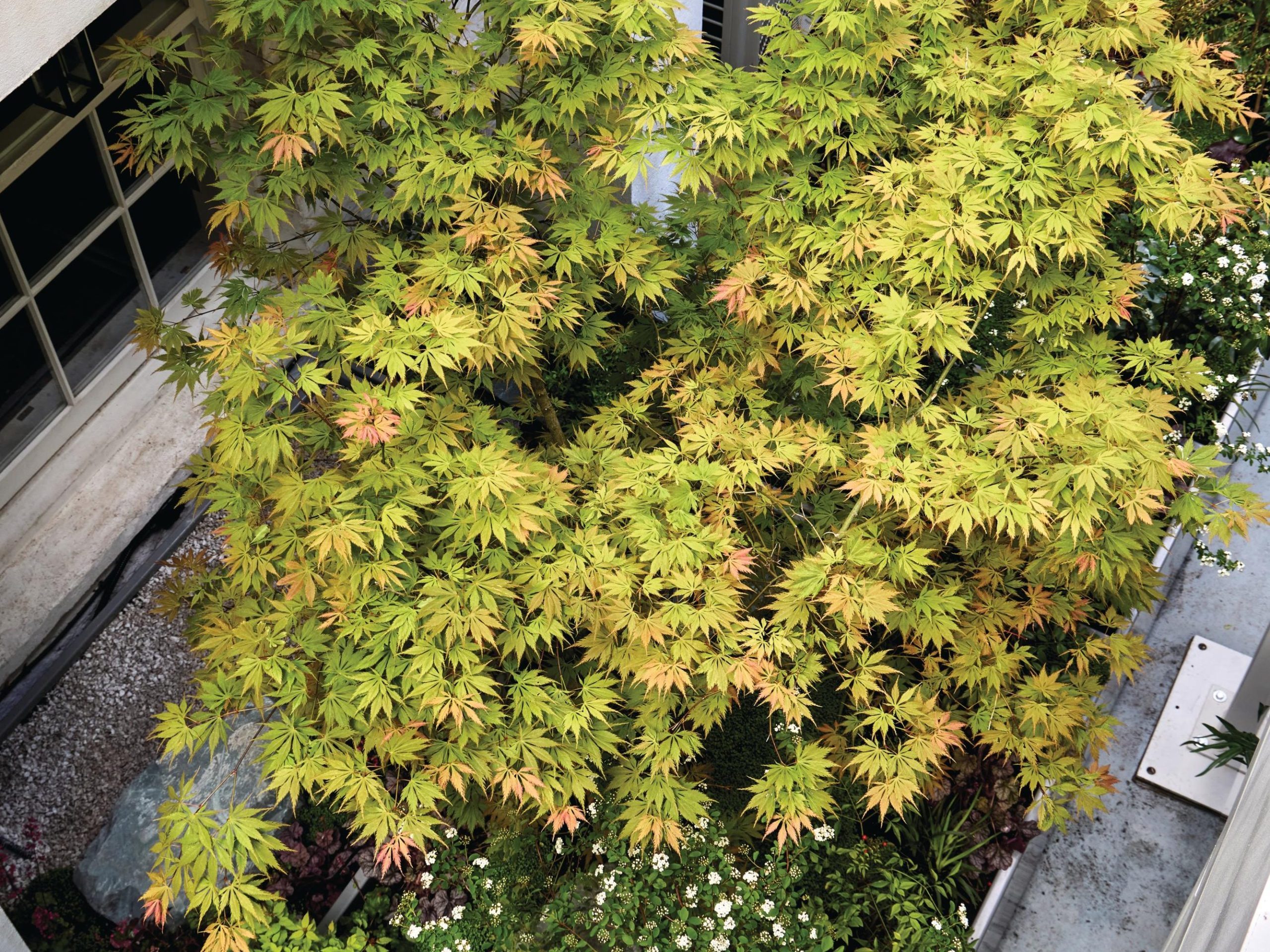 Acer tree