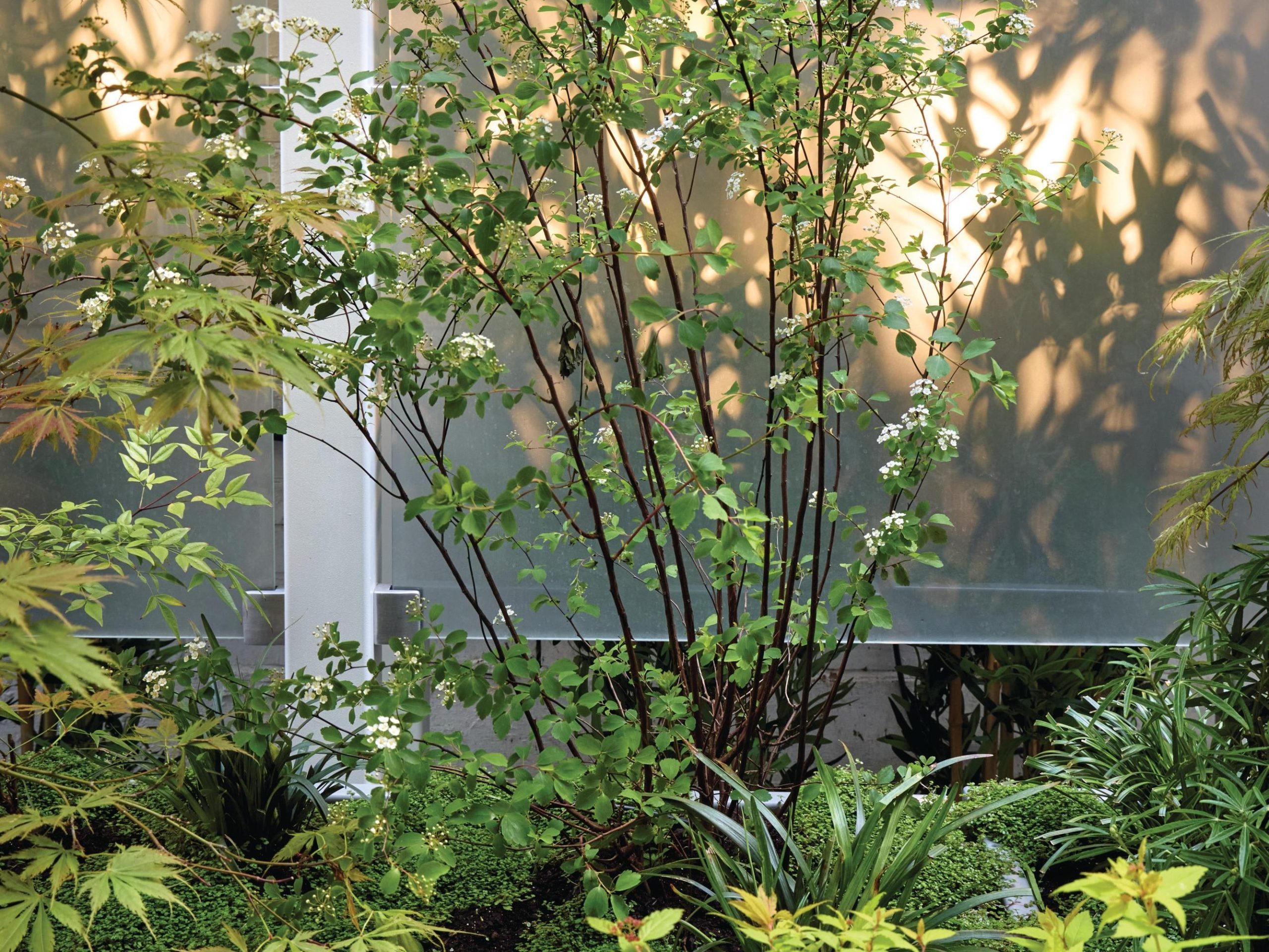 Japanese garden