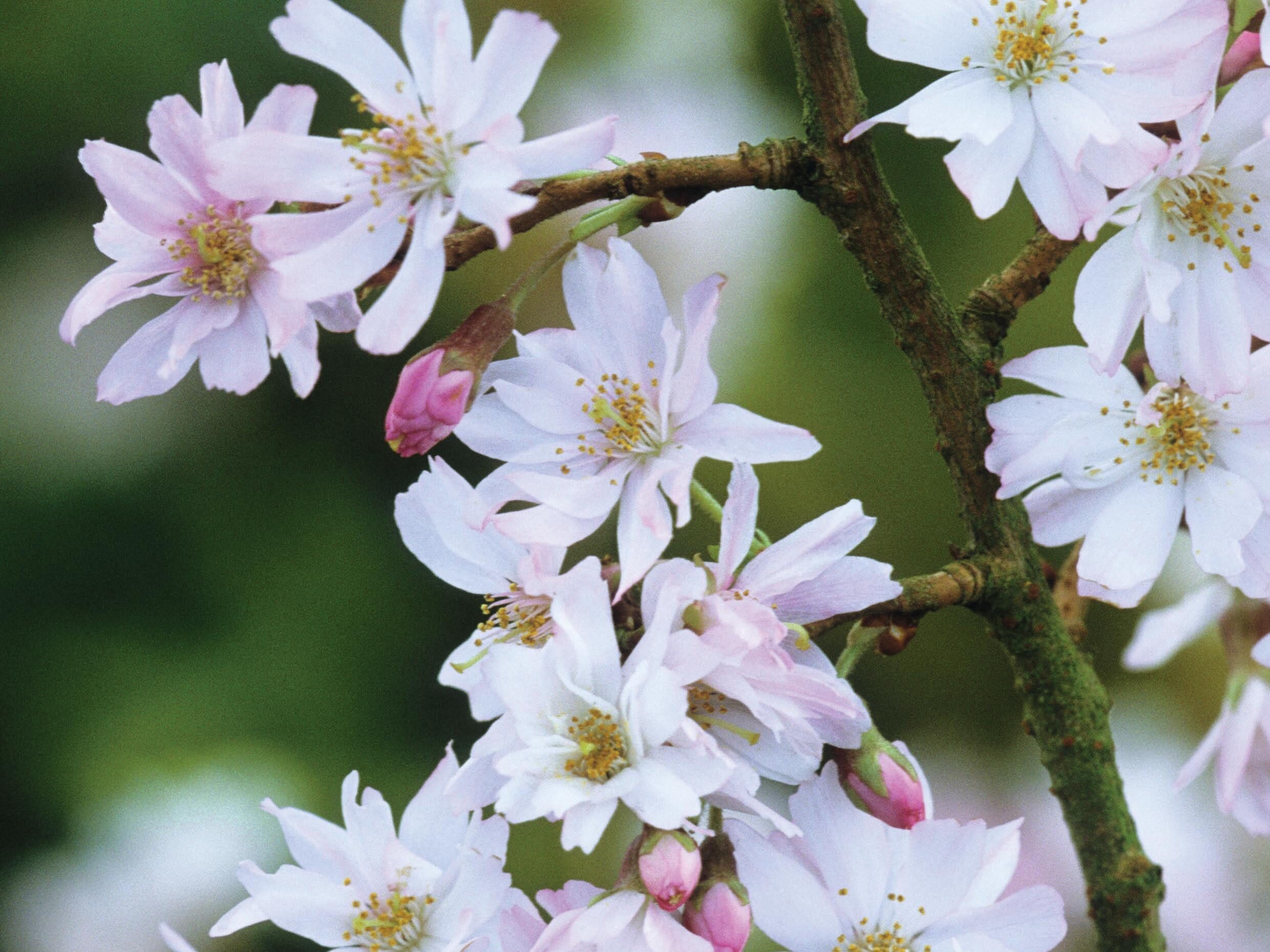 White flower blossom on tree