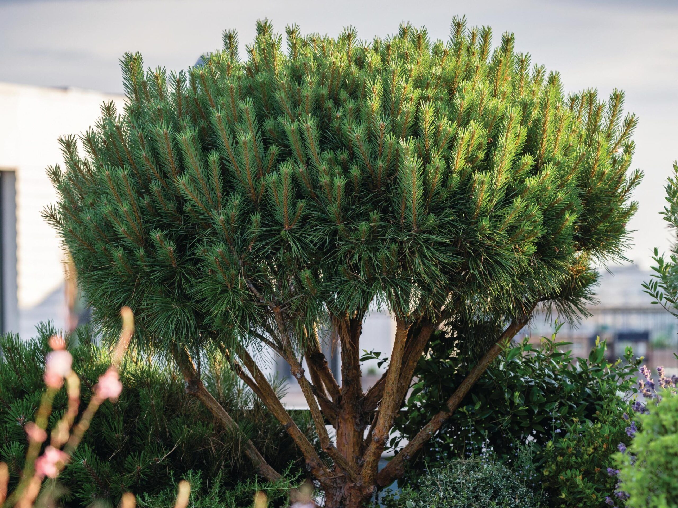 Pinus sylvestris ‘Watereri’