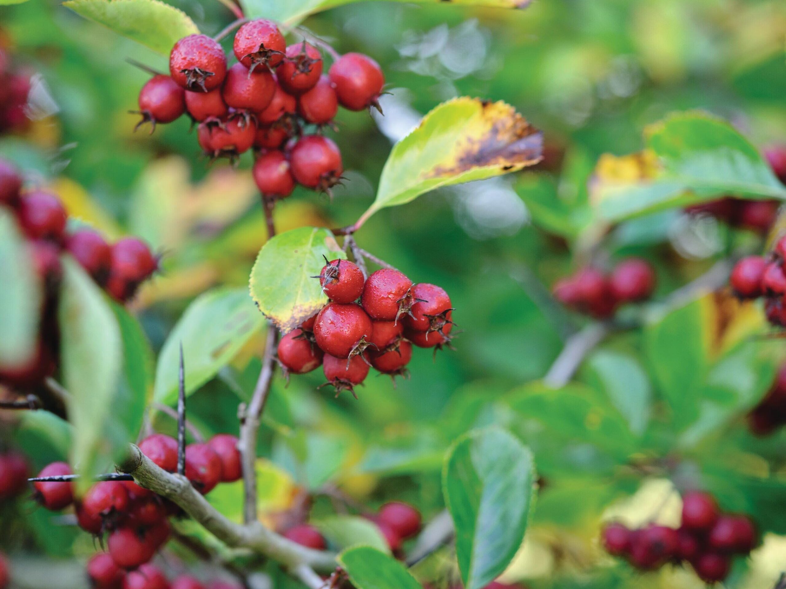 Berries growing on tree