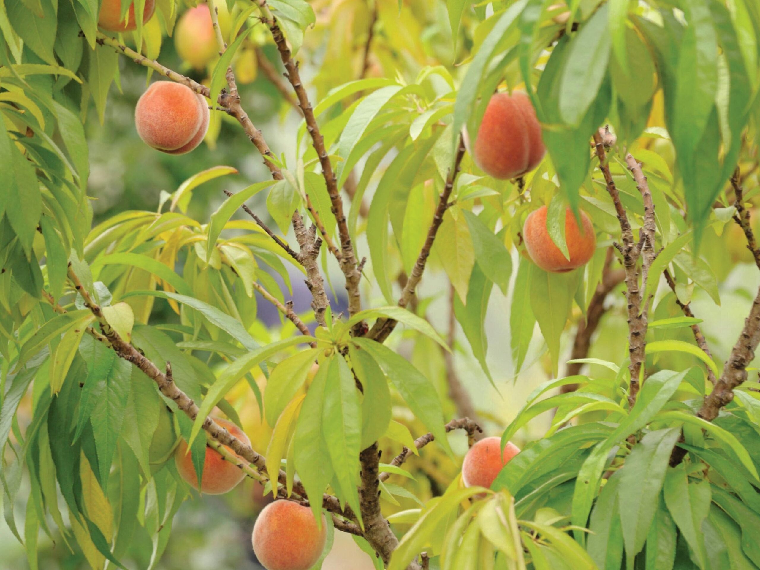 fruit tree