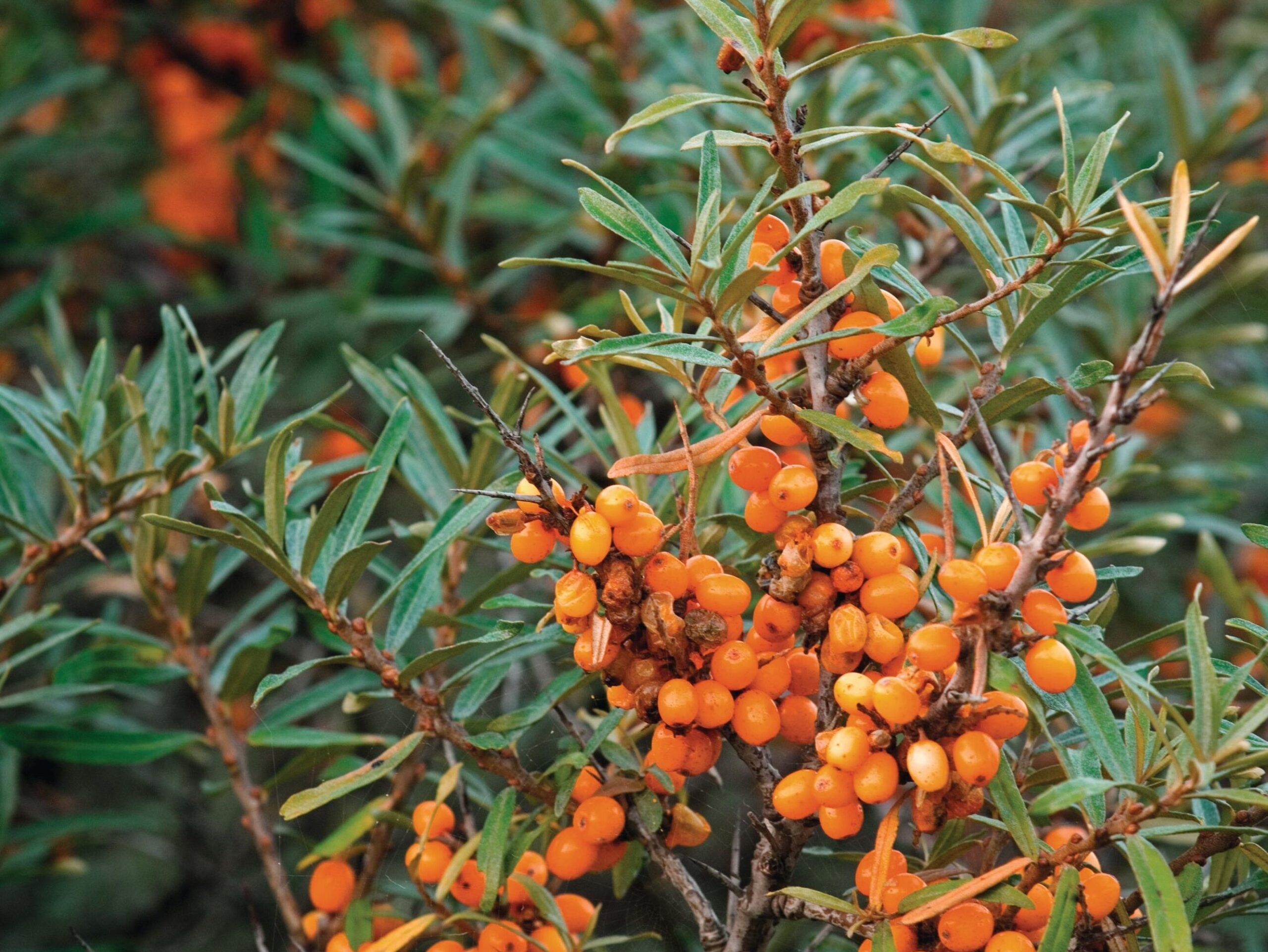 Berries on tree
