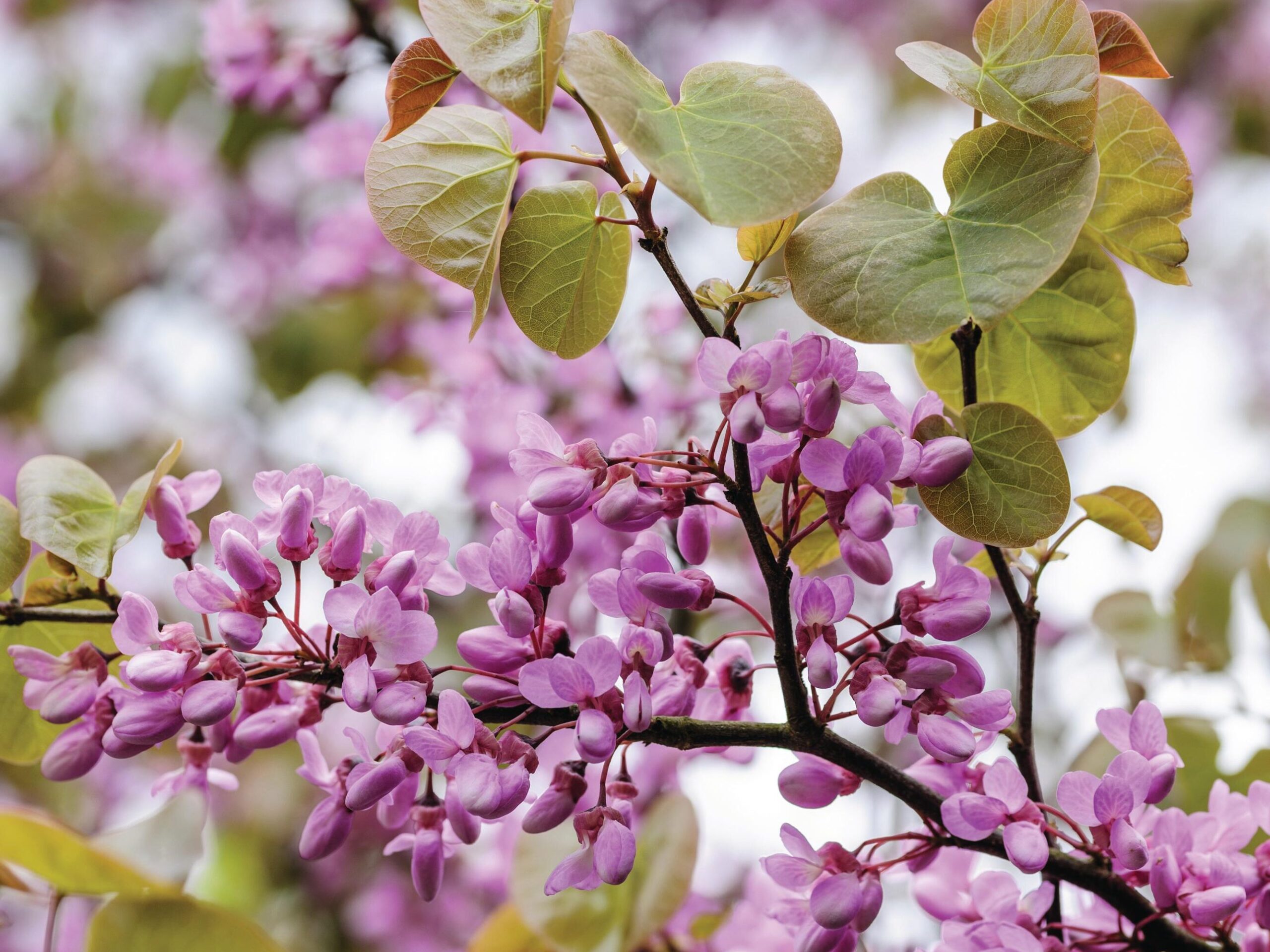 Pink blossom