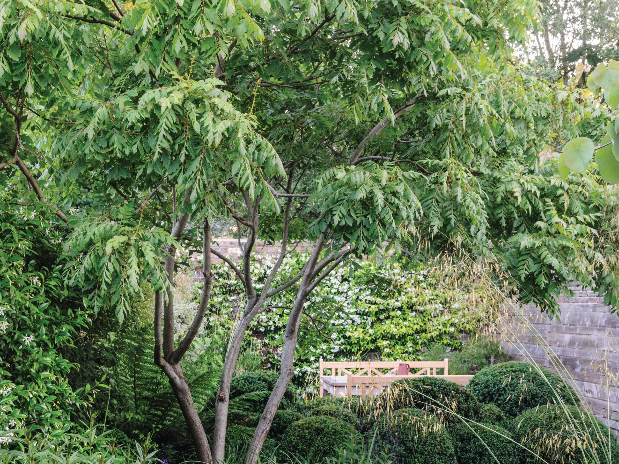 Koelreuteria paniculata