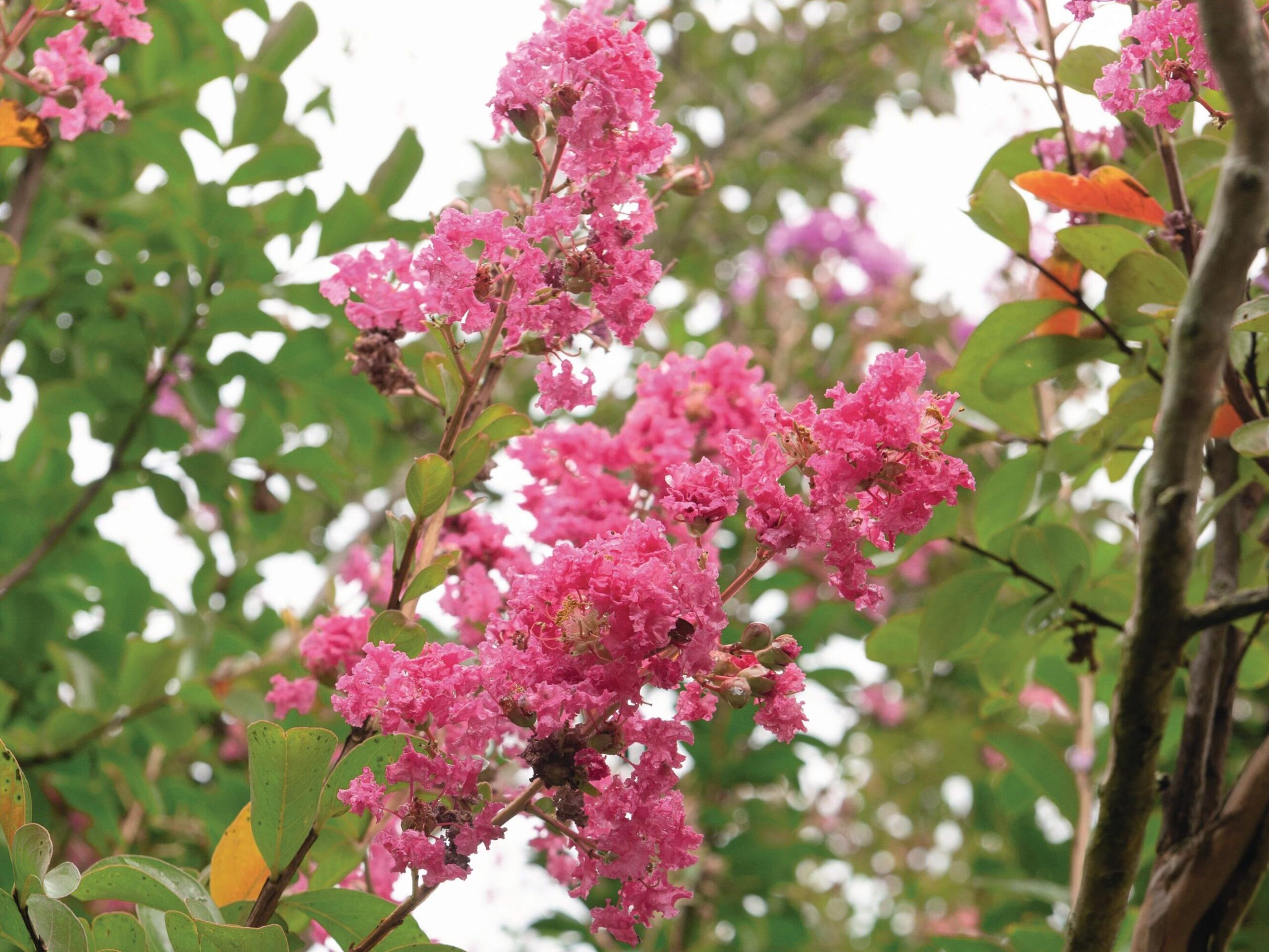 Pink tree blossom