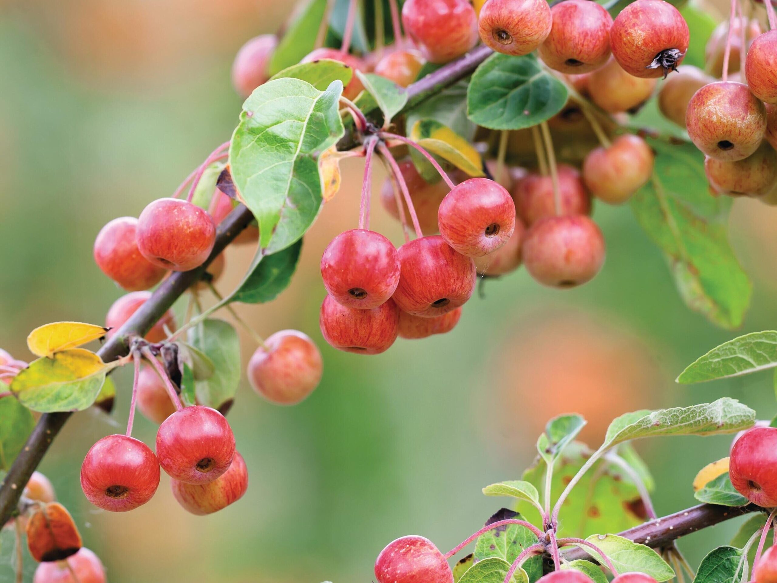 Crab apple: Malus Evereste