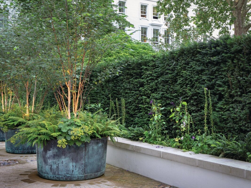 Trees growing in large pots