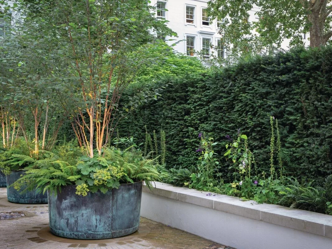 trees for pots Trees growing in large pots