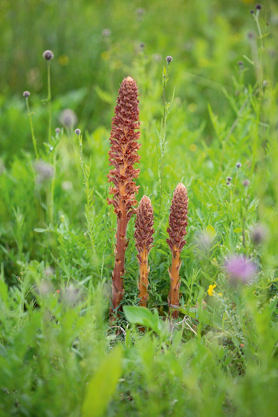 Orobanche elatior (Knapweed Broomrape)