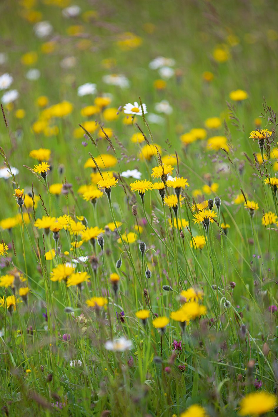 Leontodon hispixqdus (Rough Hawkbit)