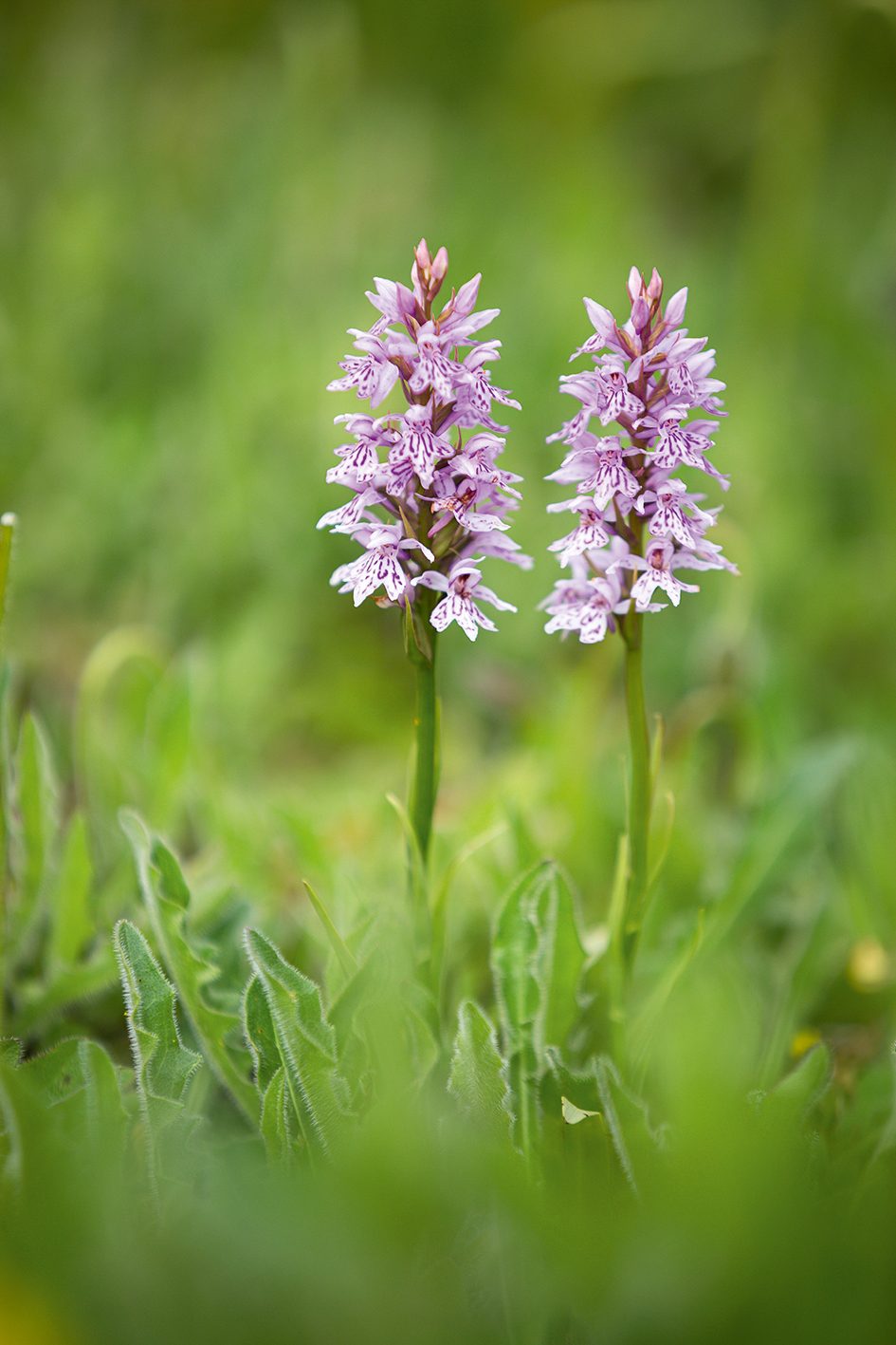 Dactylorhiza fuchsia (Common Spotted-orchid)