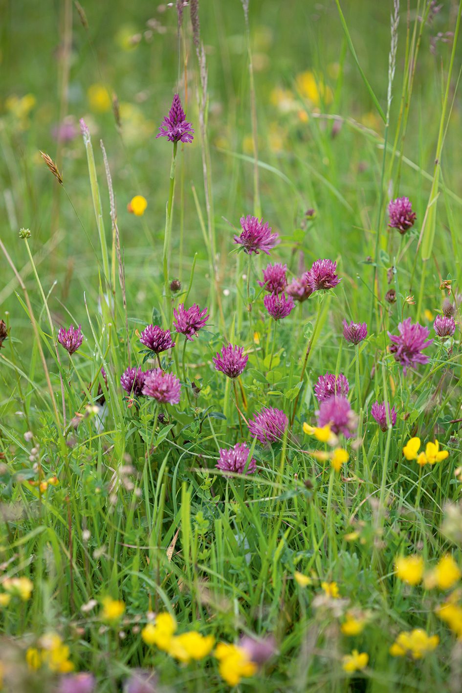 Trifolium pratense (Red Clover)