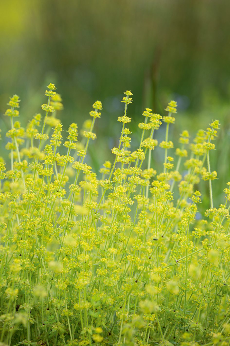 Cruciata laevipes (Crosswort)