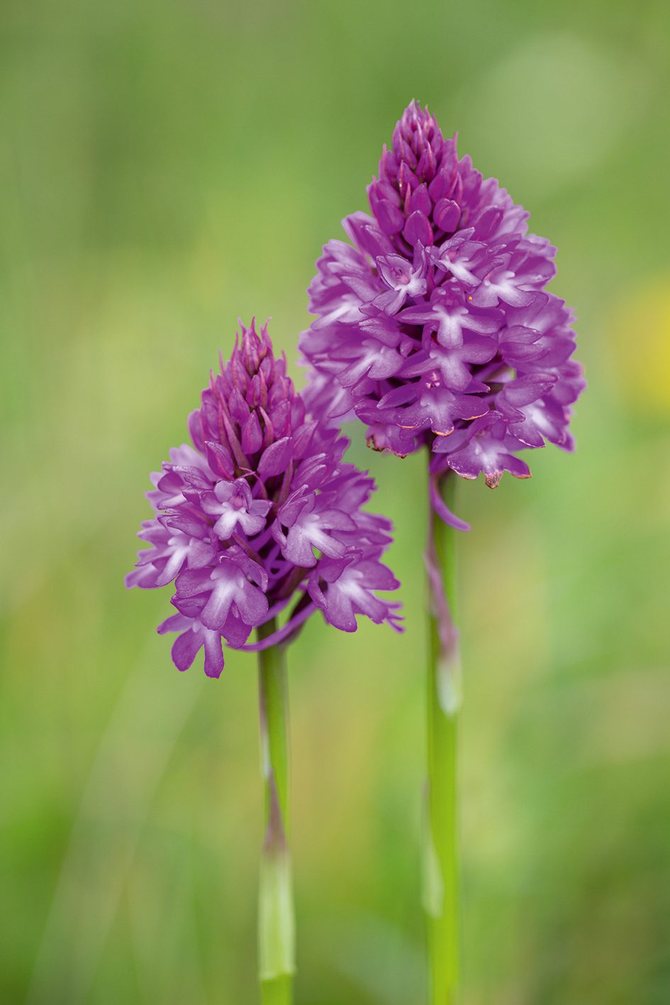 Anacamptis pyramidalis, (Pyramidal Orchid)