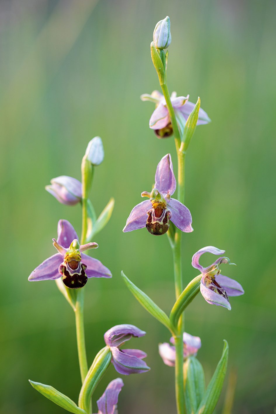 Ophrys apifera (Bee Orchid)