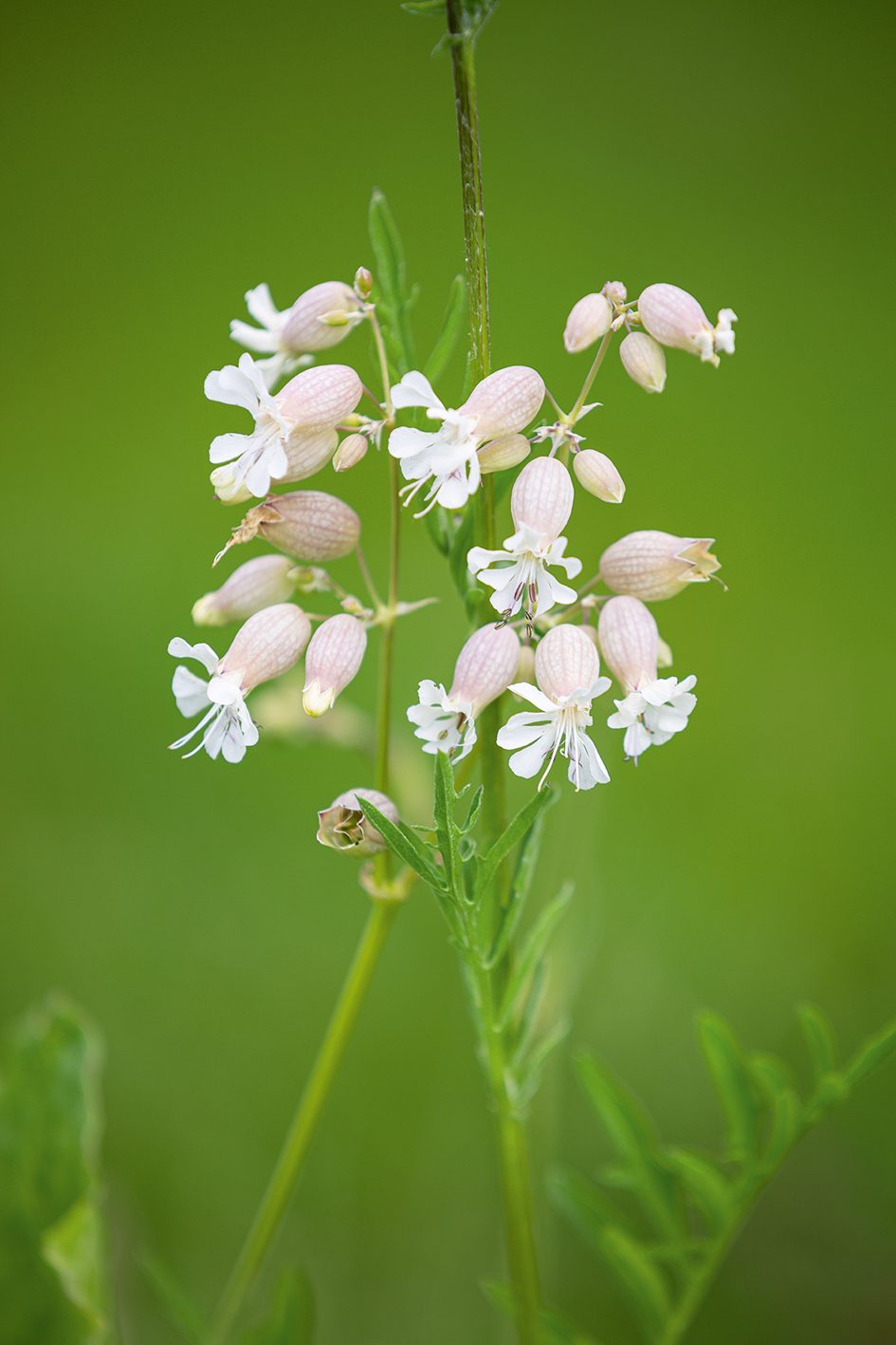Silene vulgaris (Bladder Campion)