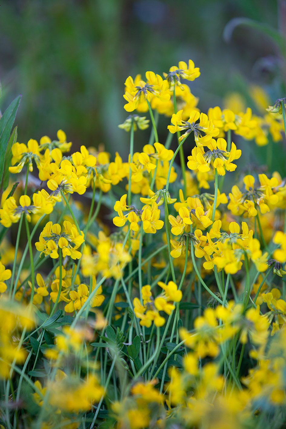 Hippocrepis comosa (Horseshoe Vetc)