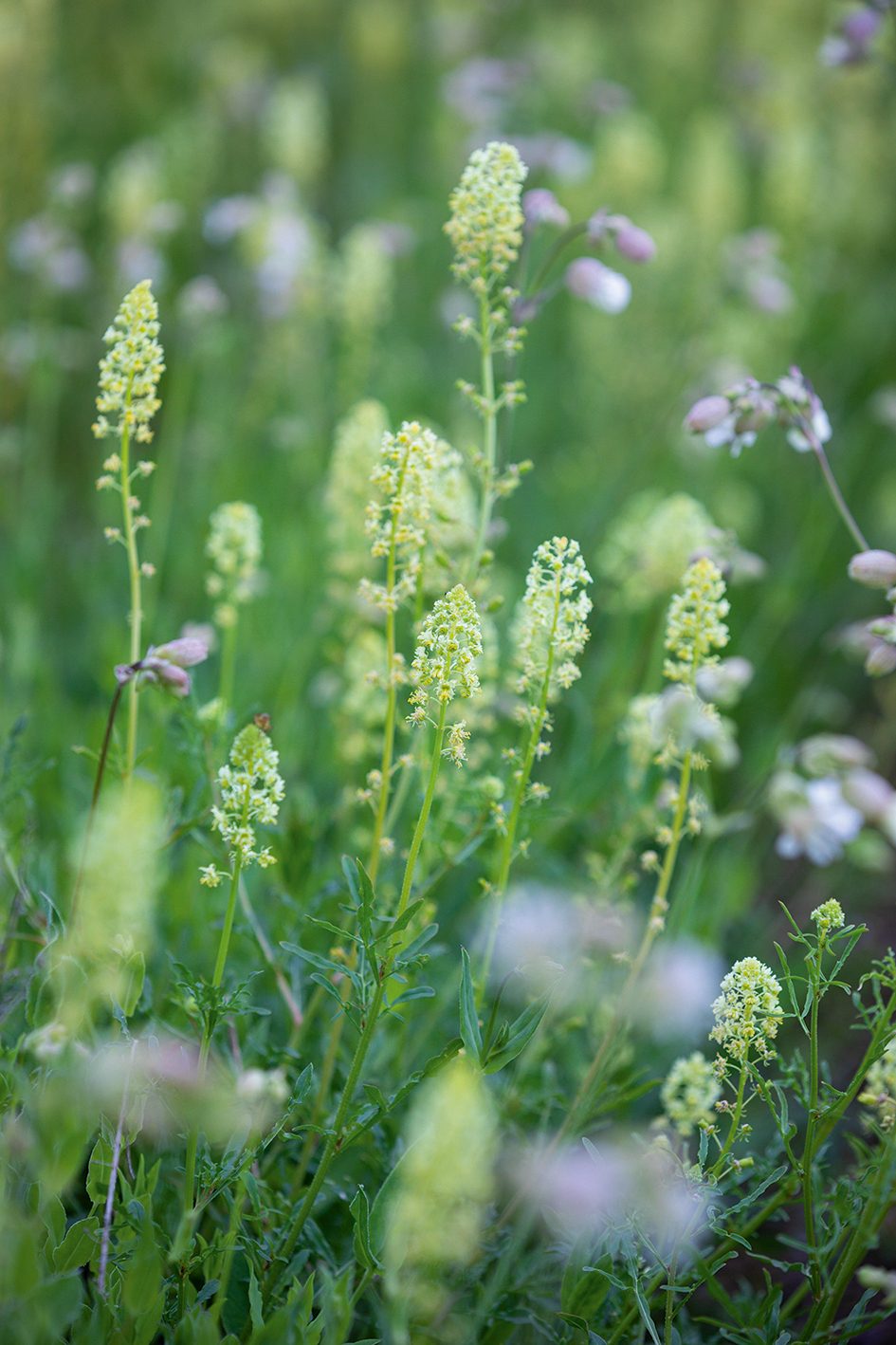 Reseda lutea (Wild Mignonette)