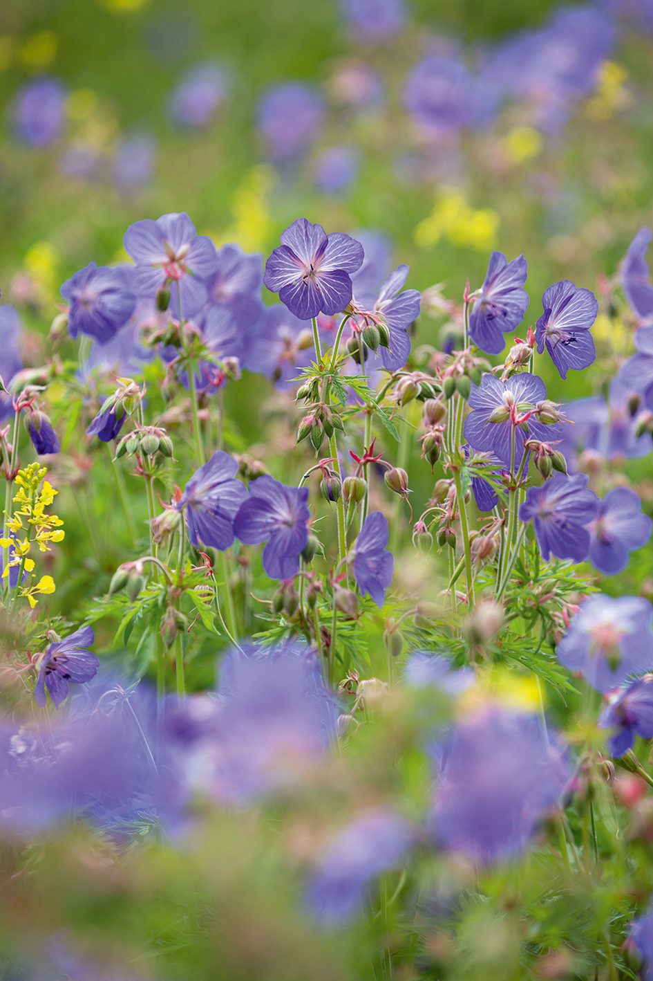 Geranium pratense (Meadow Crane’s-bill)