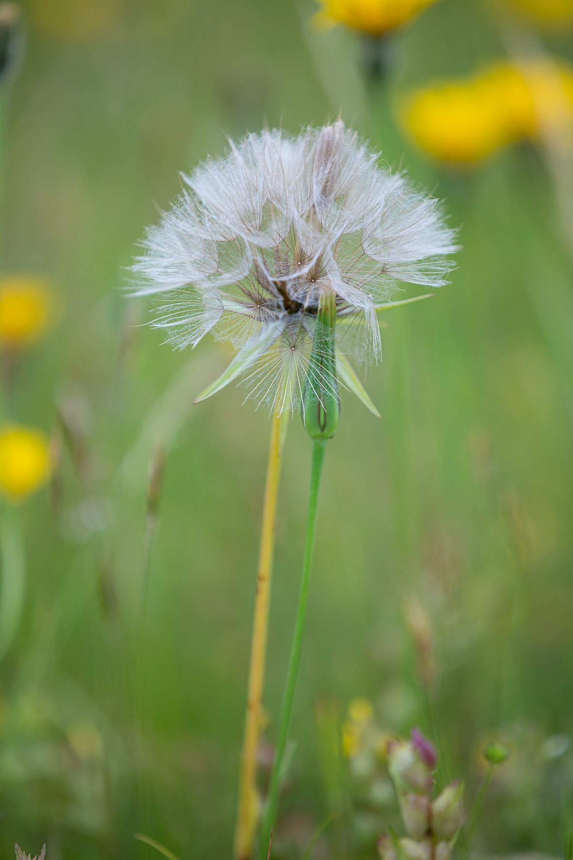 Tragopogon pratensis, (Goat’s Beard)