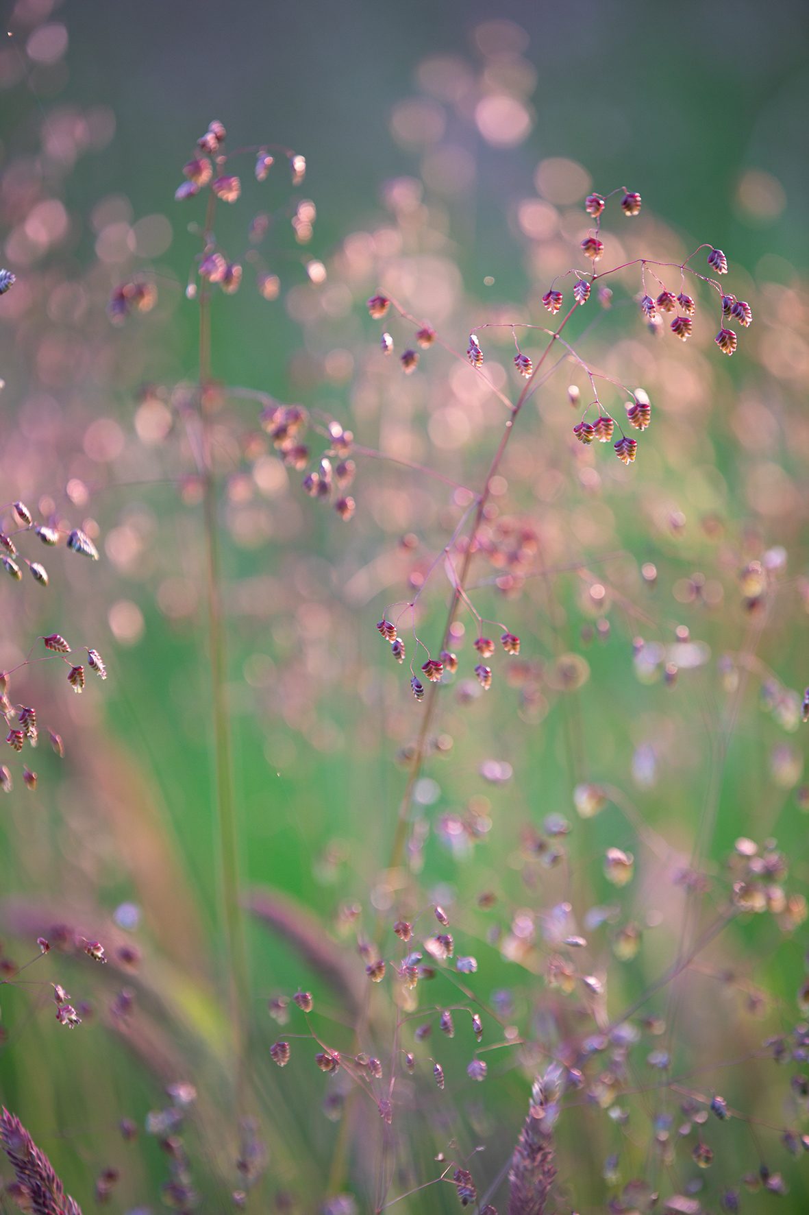 Briza media (Quaking Grass)
