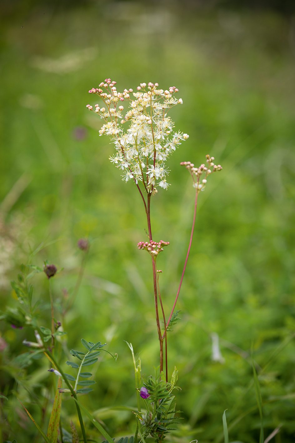 Filipendula vulgaris (dropwort)