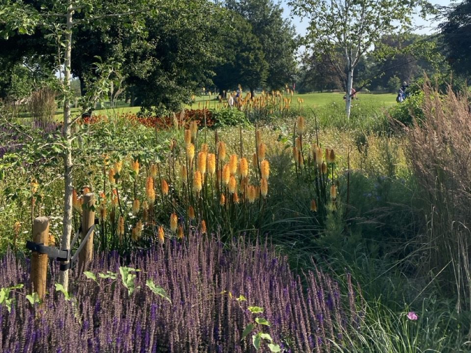 Colourful planting in garden