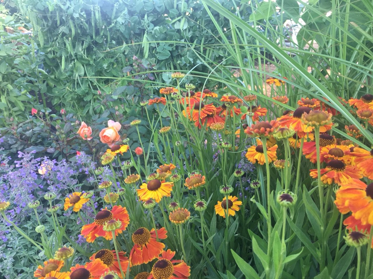 Colourful orange, pink and purple plants in Blind Veterans UK garden