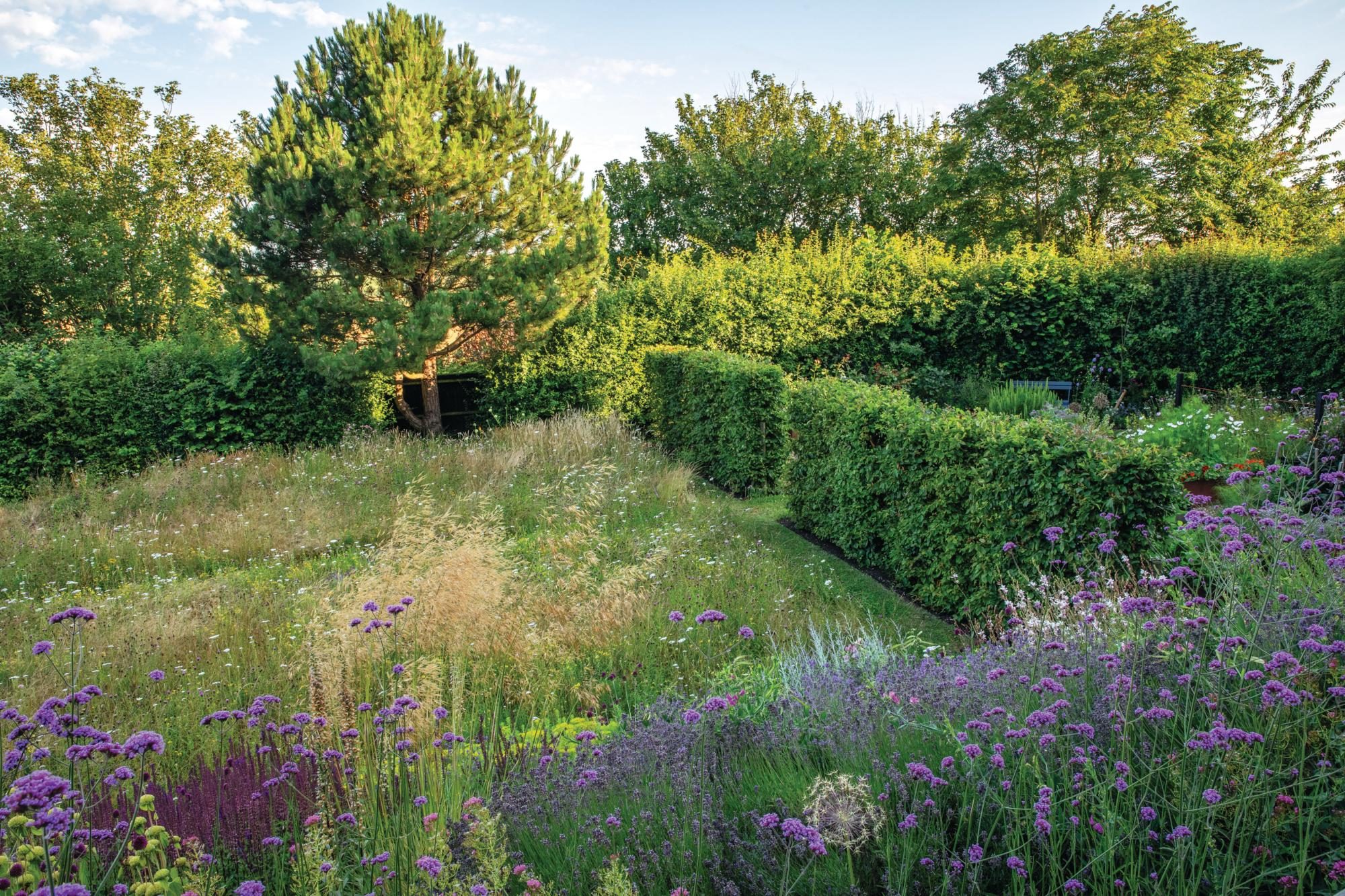 A meadow with a pine tree